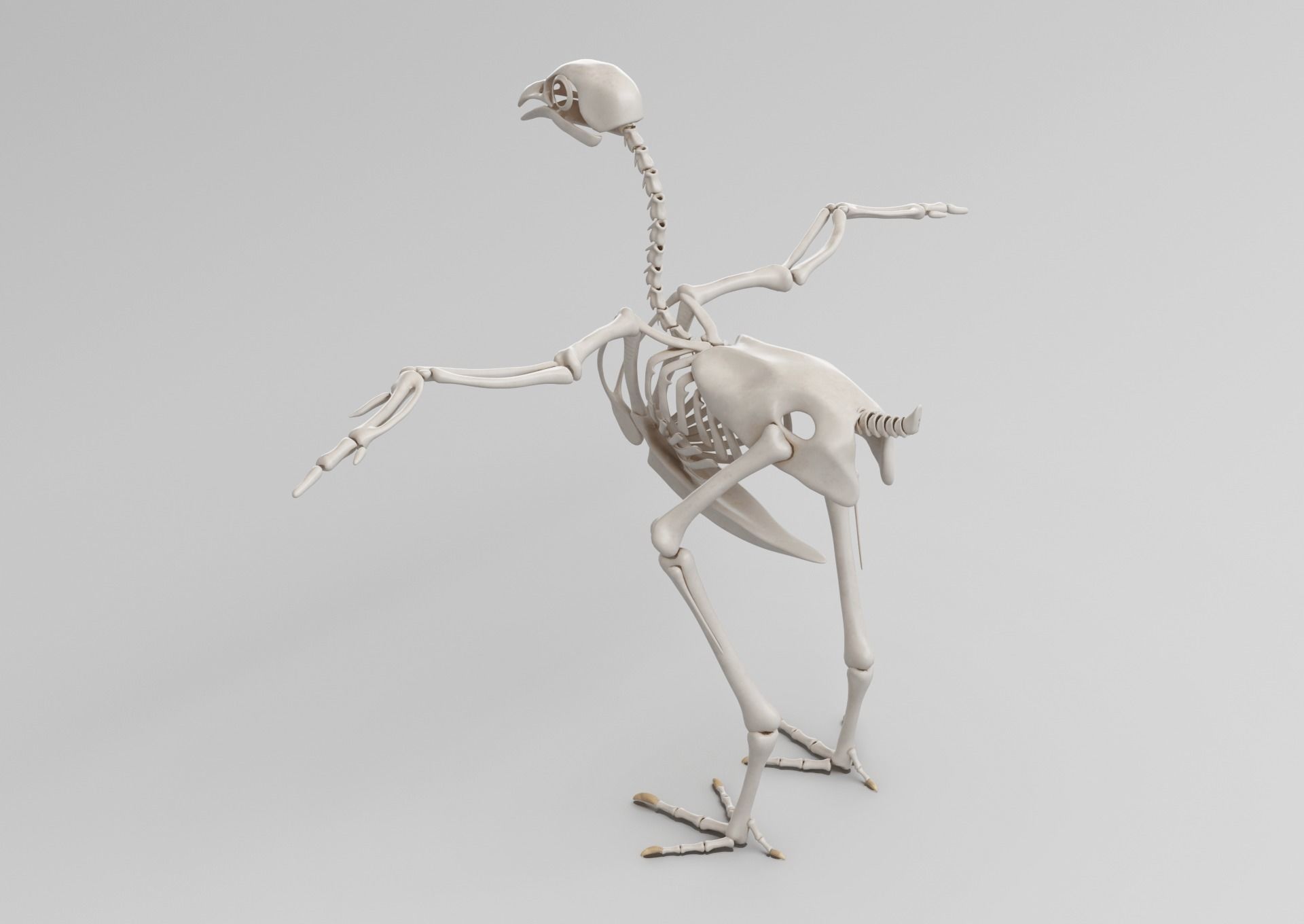 Chicken skeleton in T-pose for rigging 3D model_4