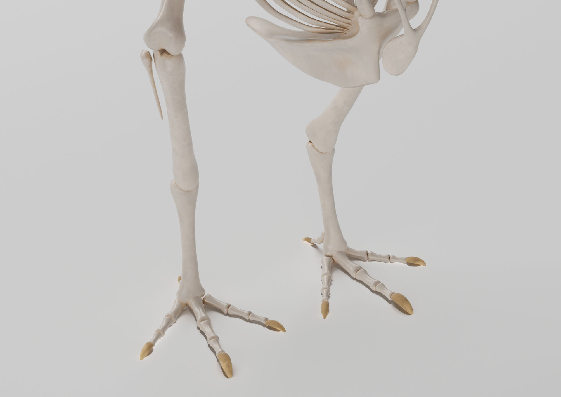 Chicken skeleton in T-pose for rigging 3D model_6