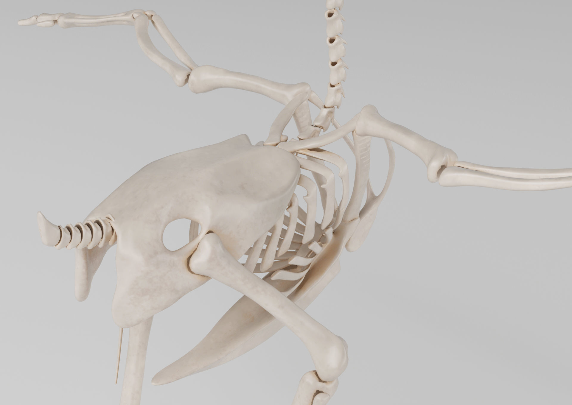 Chicken skeleton in T-pose for rigging 3D model_5