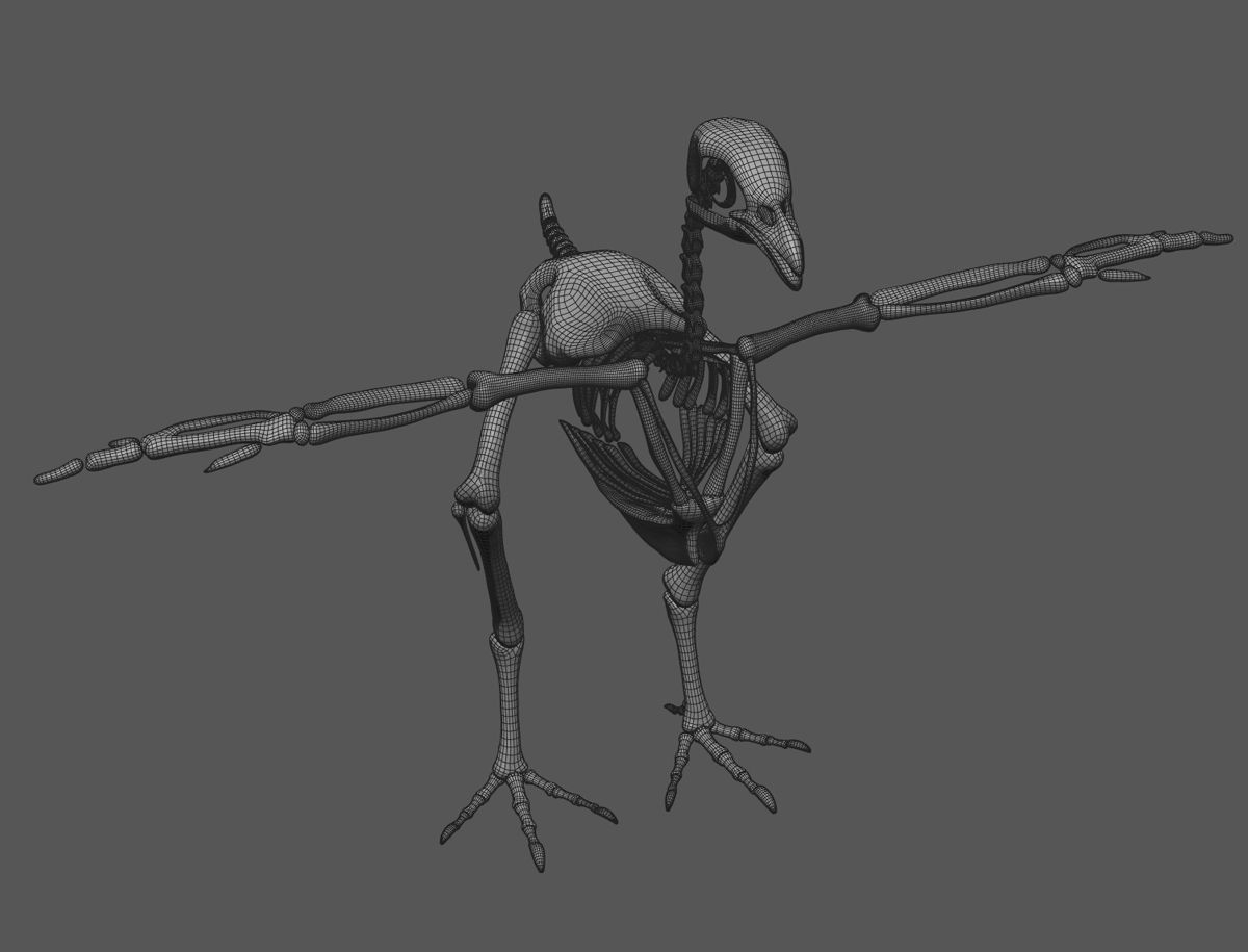 Chicken skeleton in T-pose for rigging 3D model_7