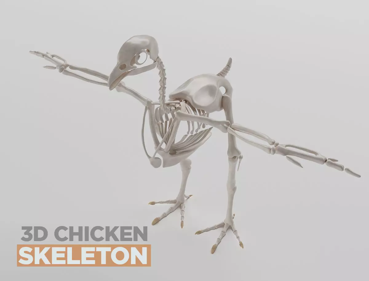 Chicken skeleton in T-pose for rigging 3D model_0