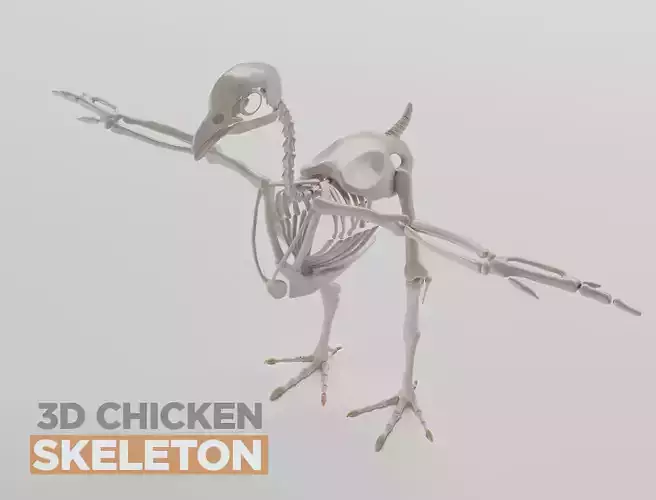Chicken skeleton in T-pose for rigging 3D model