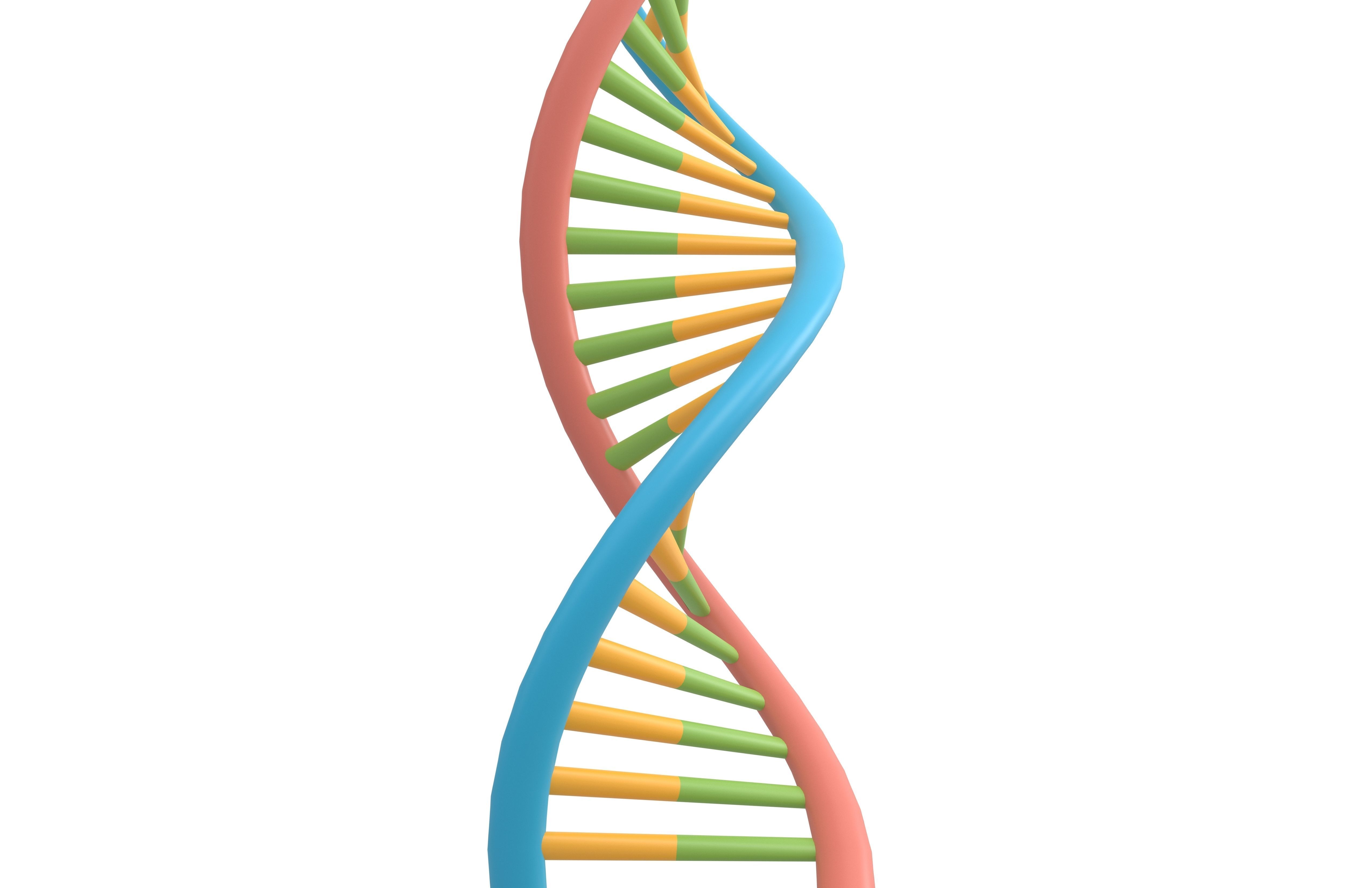 DNA Molecule v1 002 Low-poly 3D model_3