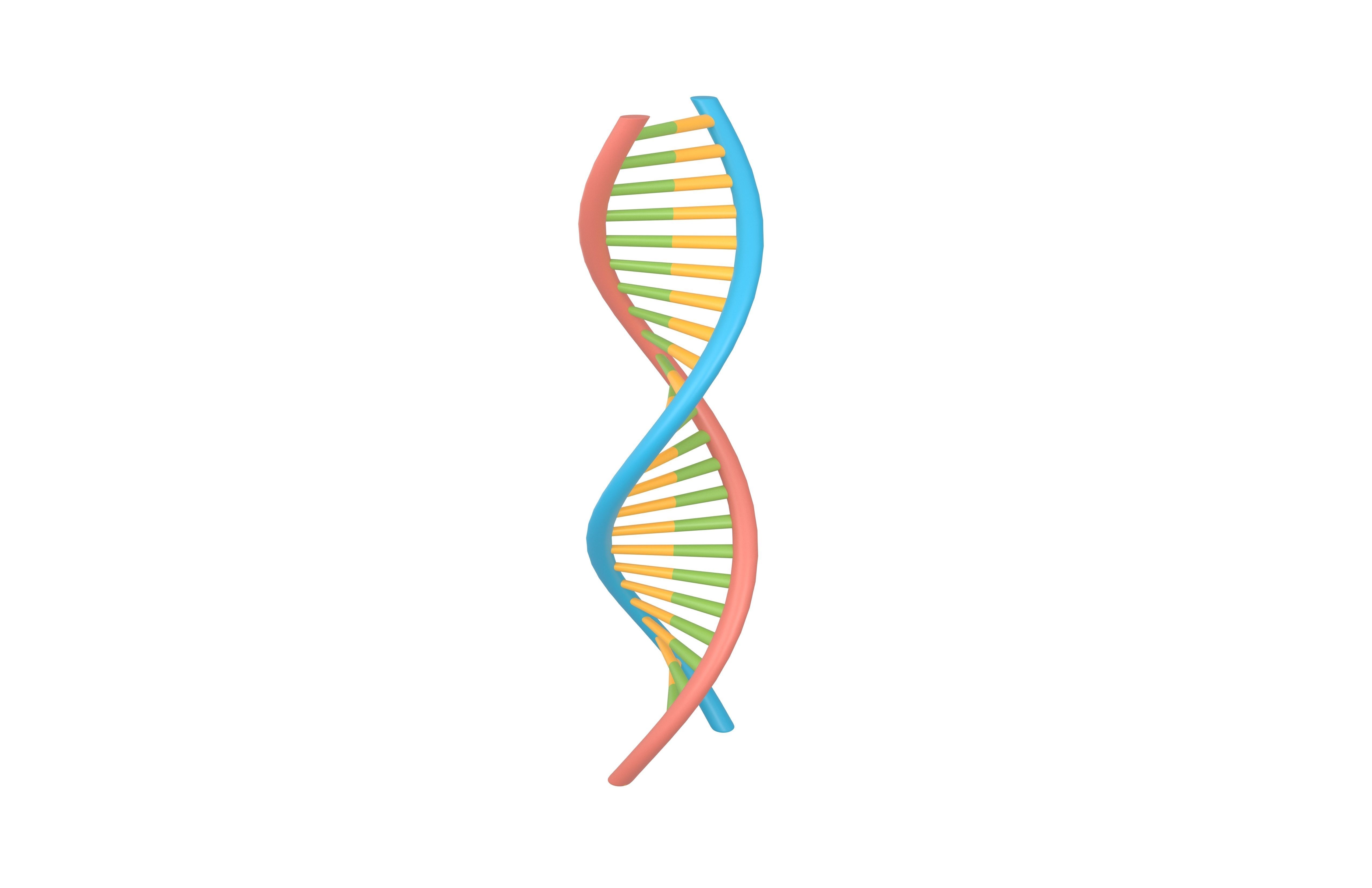 DNA Molecule v1 002 Low-poly 3D model_1