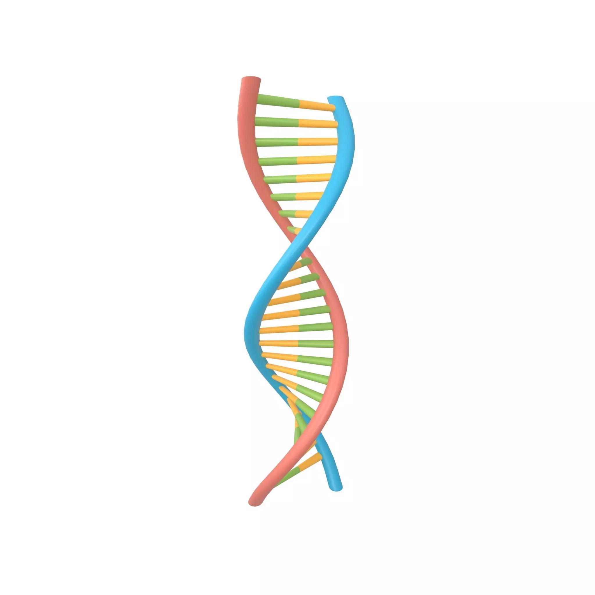 DNA Molecule v1 002 Low-poly 3D model_0
