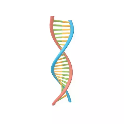 DNA Molecule v1 002 Low-poly 3D model