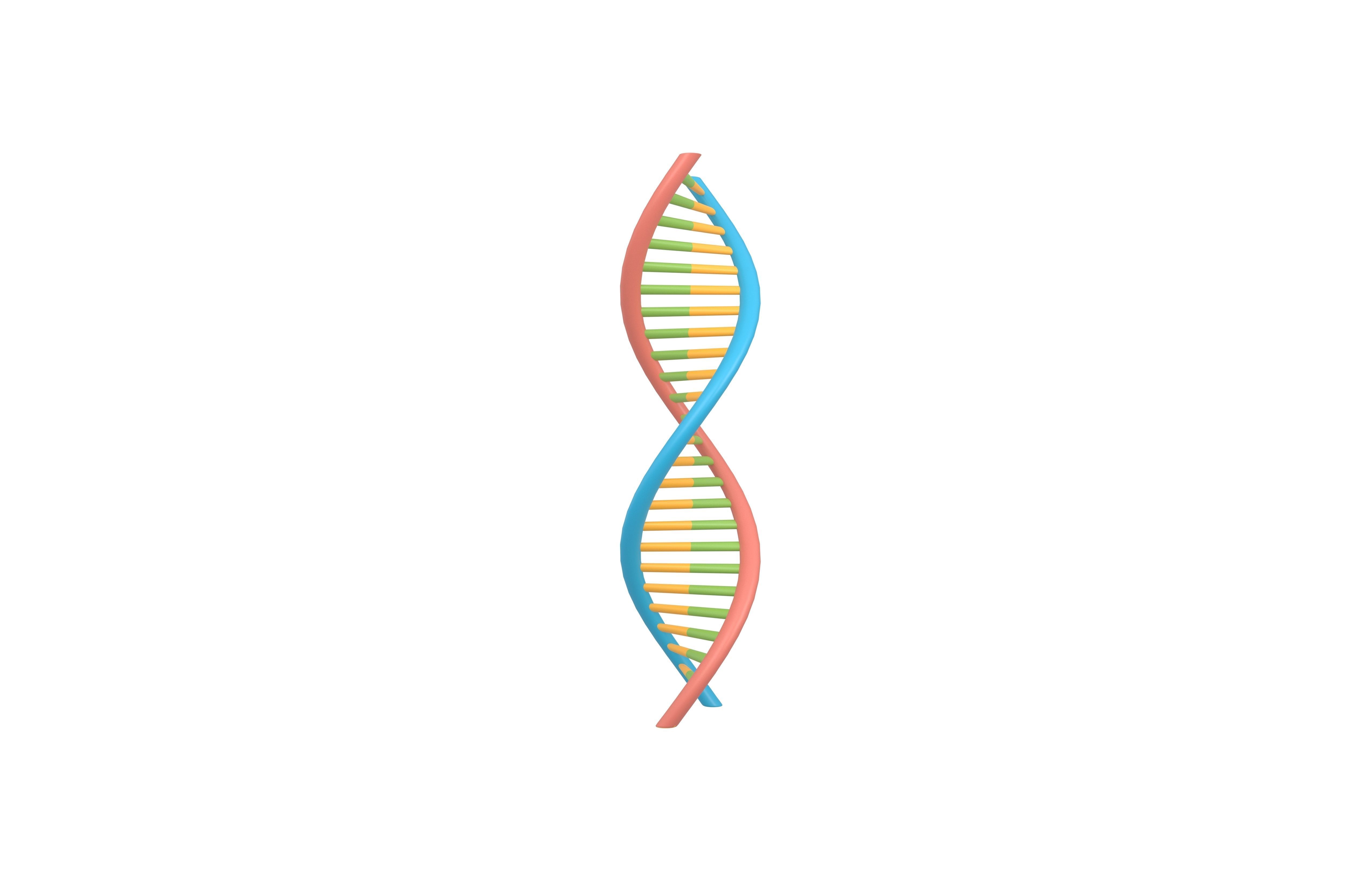 DNA Molecule v1 002 Low-poly 3D model_2