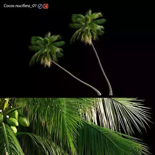 Cocos nucifera - Coconut 01