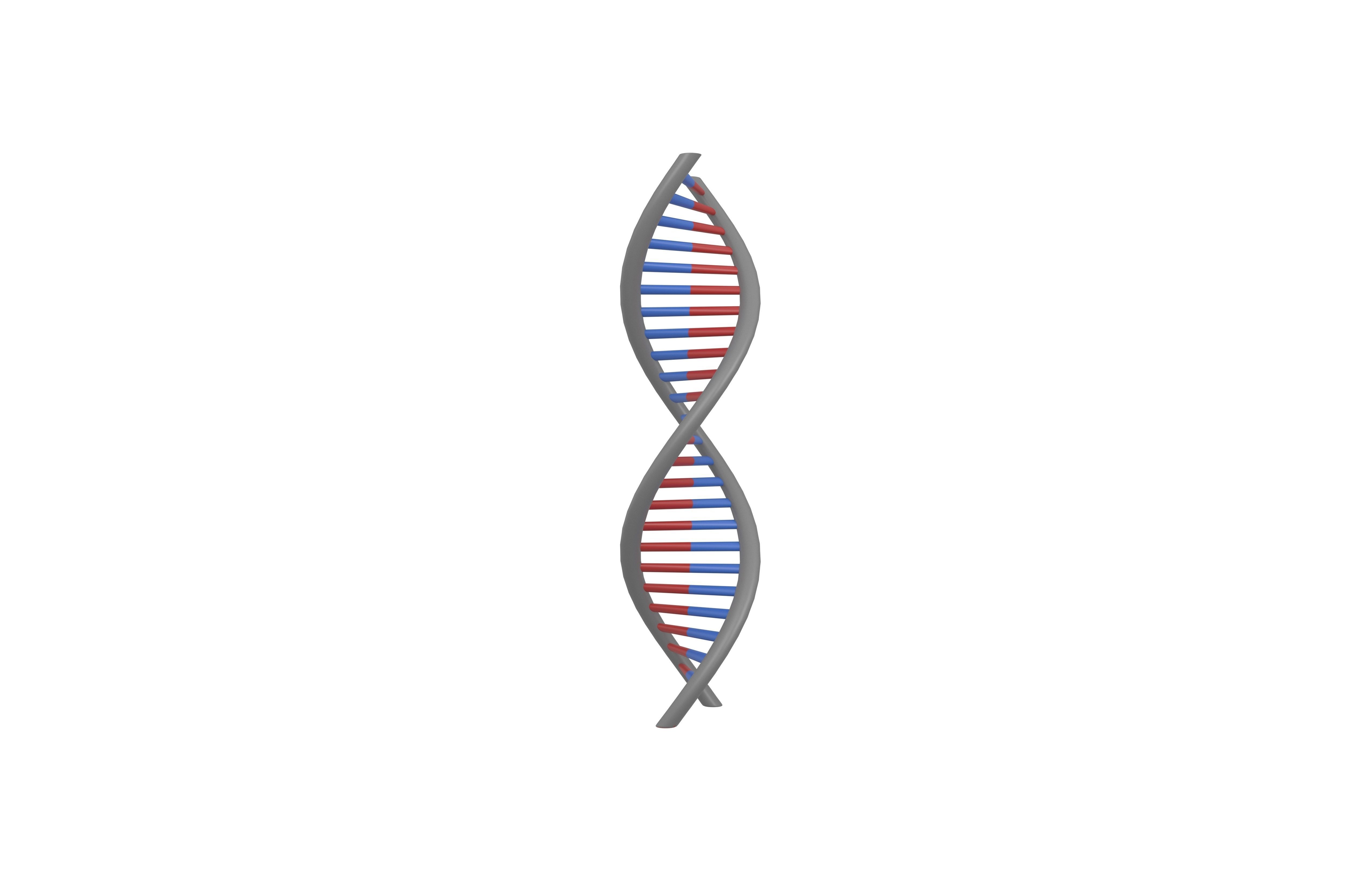 DNA Molecule v1 004 Low-poly 3D model_1