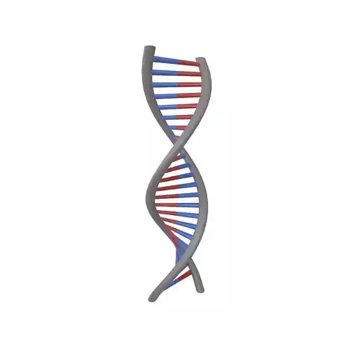 DNA Molecule v1 004 Low-poly 3D model