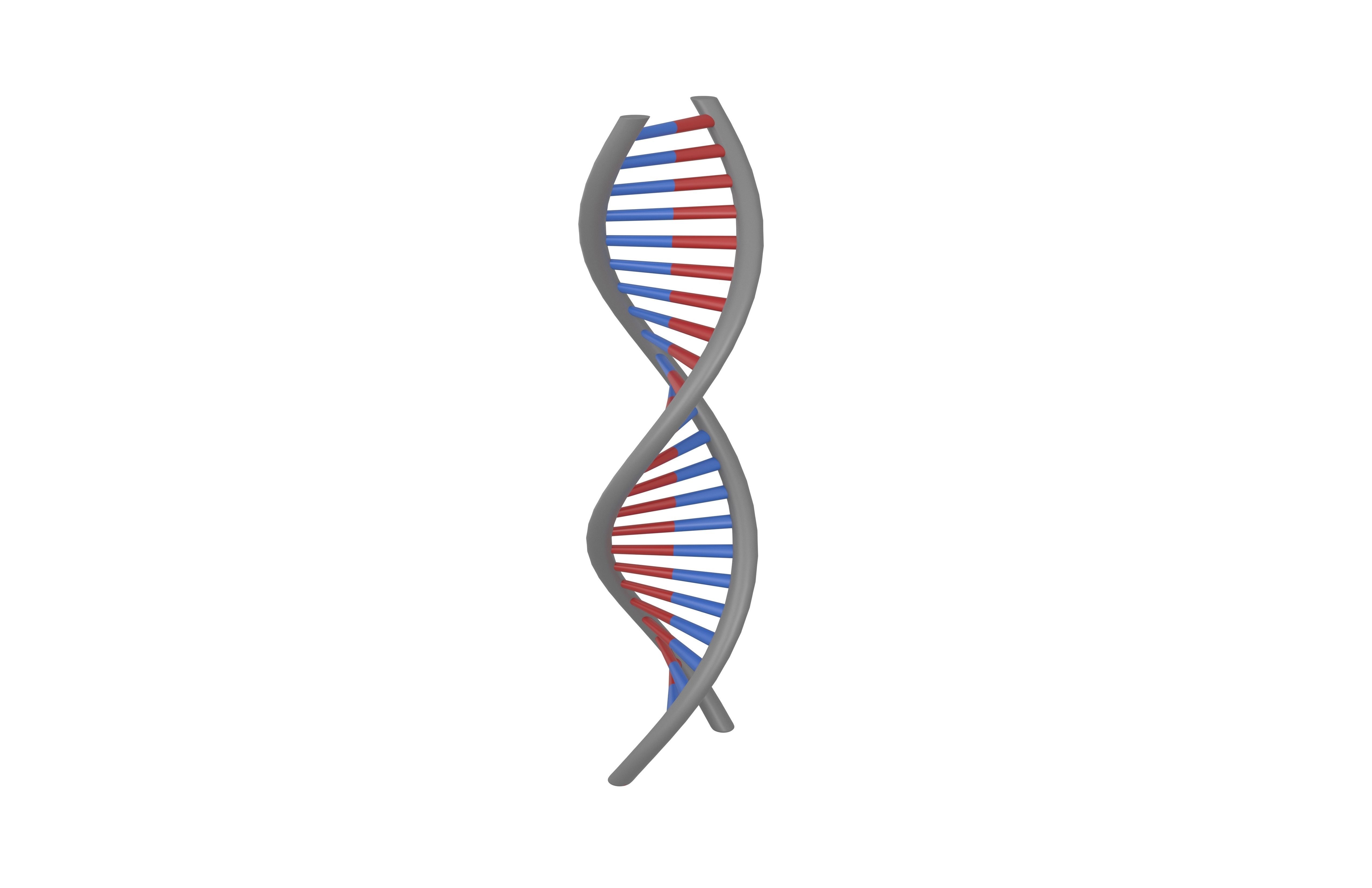 DNA Molecule v1 004 Low-poly 3D model_2