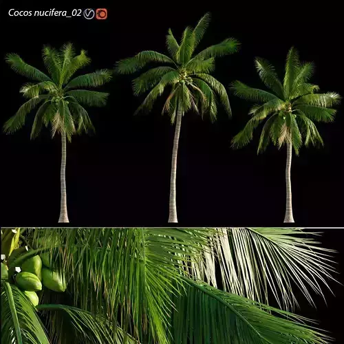Cocos nucifera - Coconut 02 3D model
