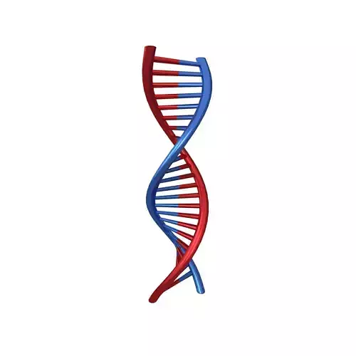 DNA Molecule v1 005 Low-poly 3D model