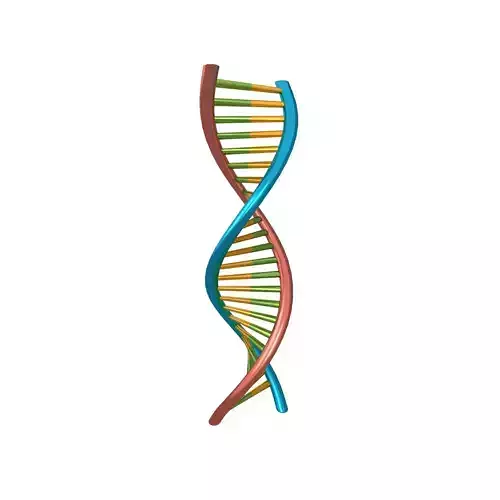 DNA Molecule v1 006 Low-poly 3D model