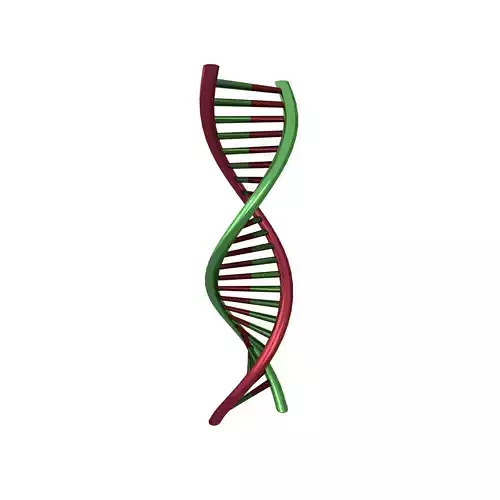 DNA Molecule v1 007 Low-poly 3D model