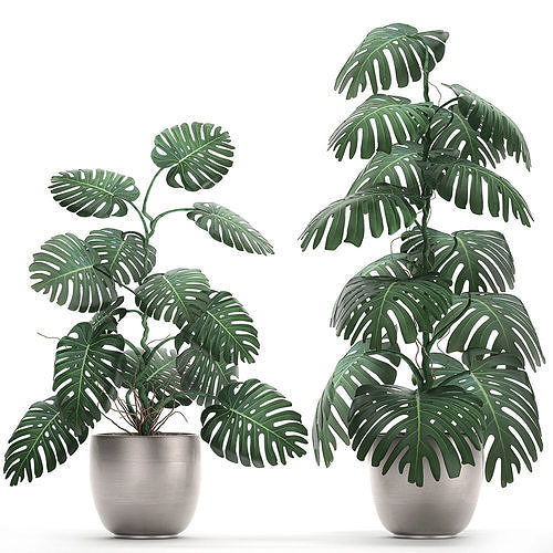 Monstera in a  pot for the interior 692 3D model
