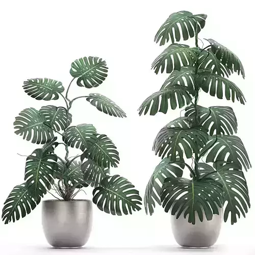 Monstera in a  pot for the interior 692 3D model