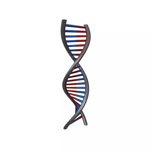 DNA Molecule v1 008 Low-poly 3D model