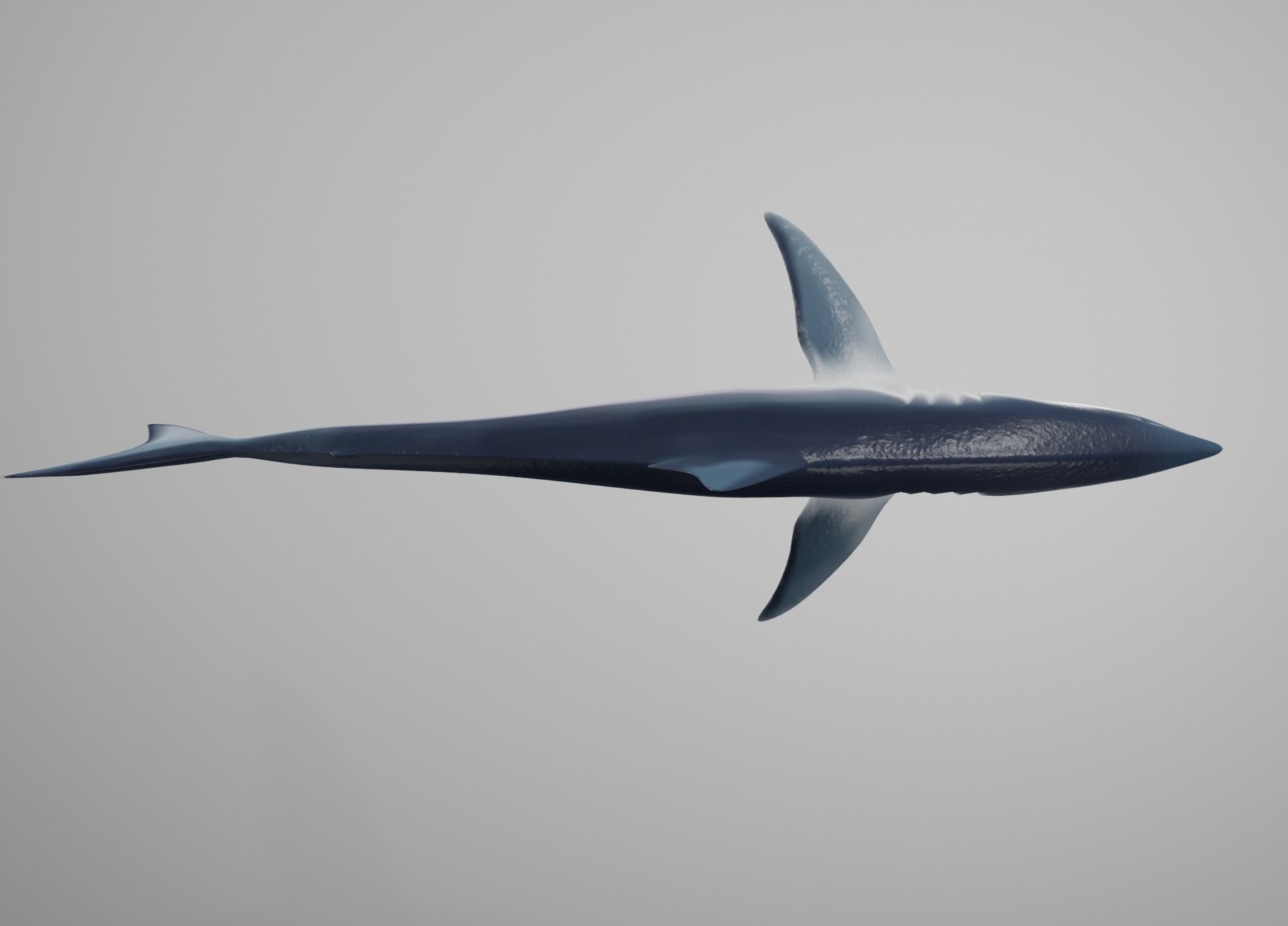 Mako Shark Low-poly 3D model_9