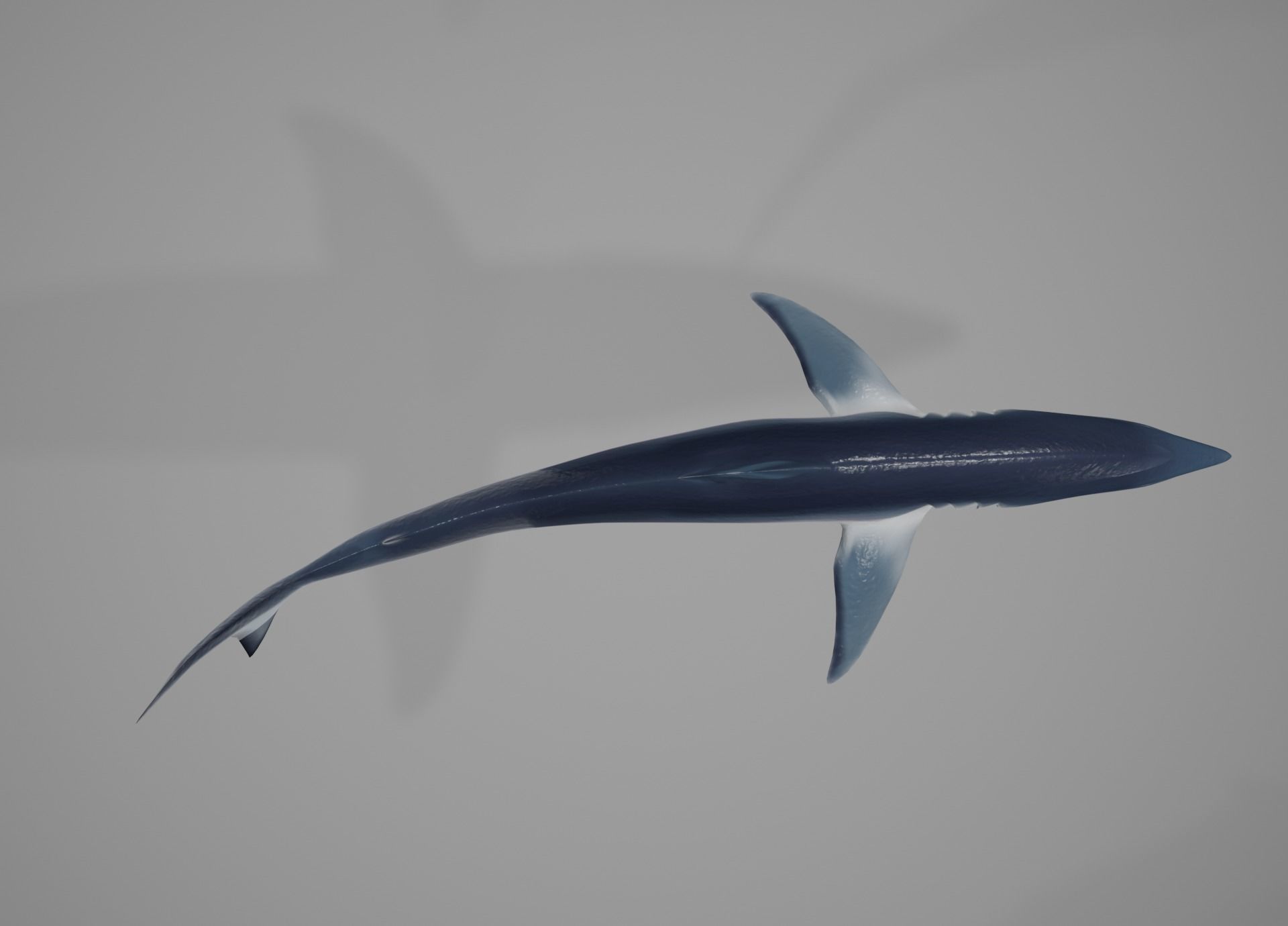 Mako Shark Low-poly 3D model_41