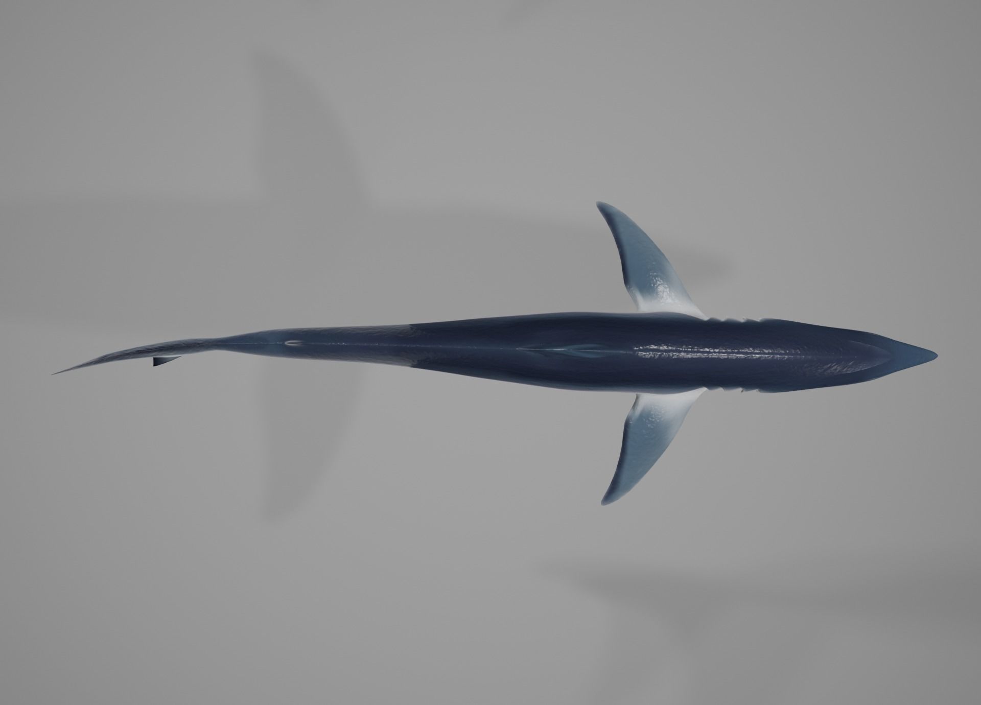 Mako Shark Low-poly 3D model_43