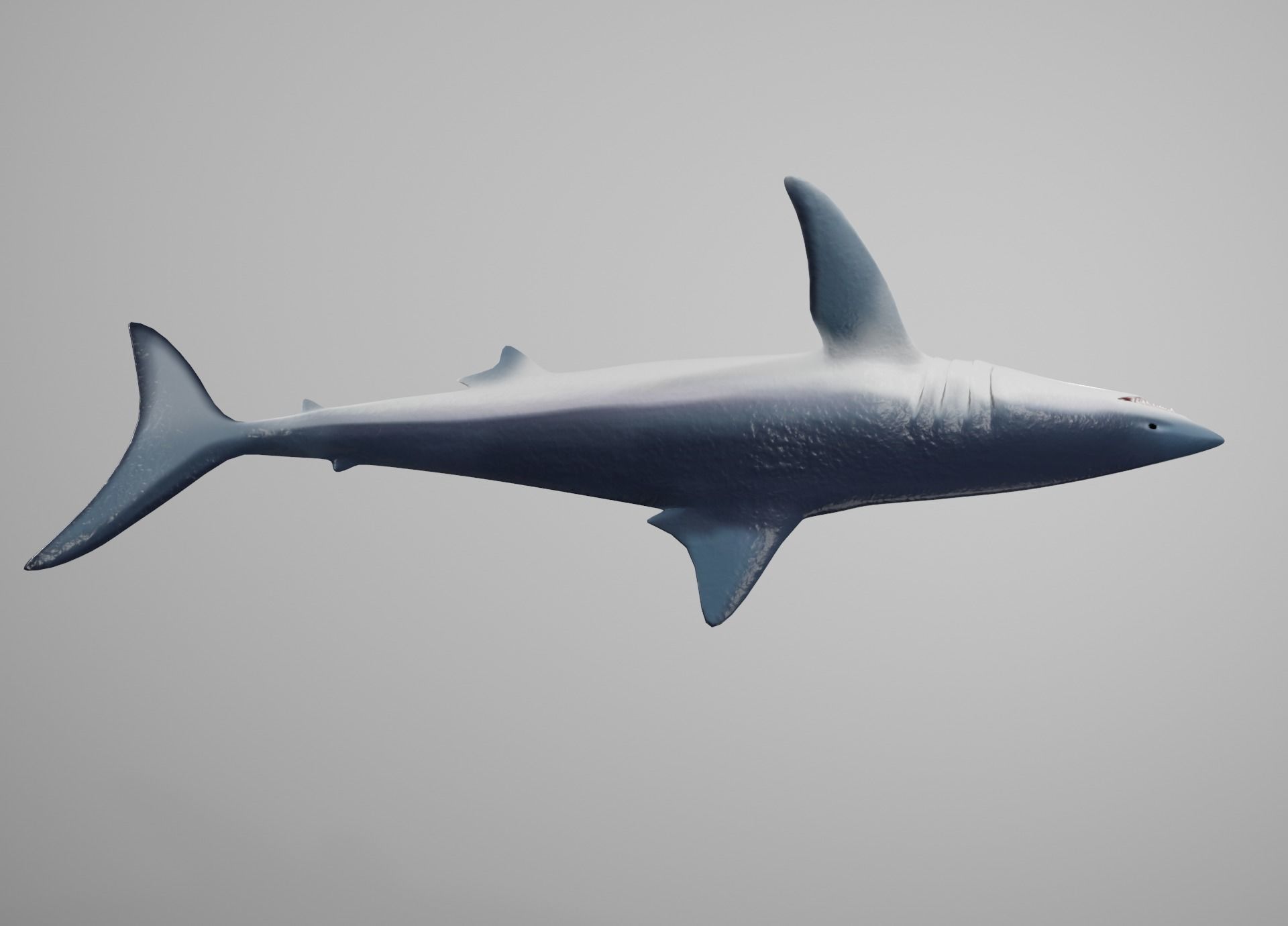 Mako Shark Low-poly 3D model_11