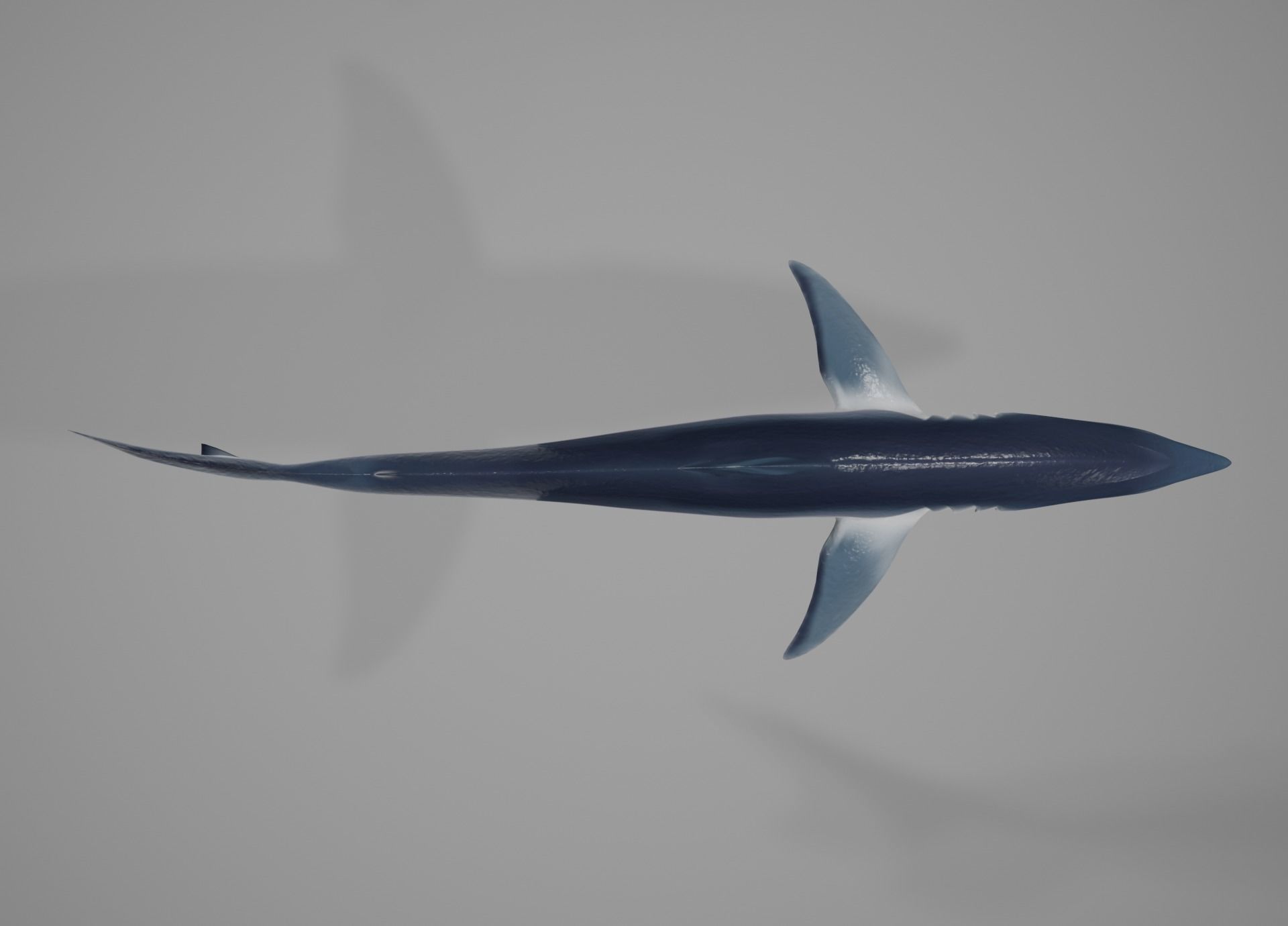 Mako Shark Low-poly 3D model_38