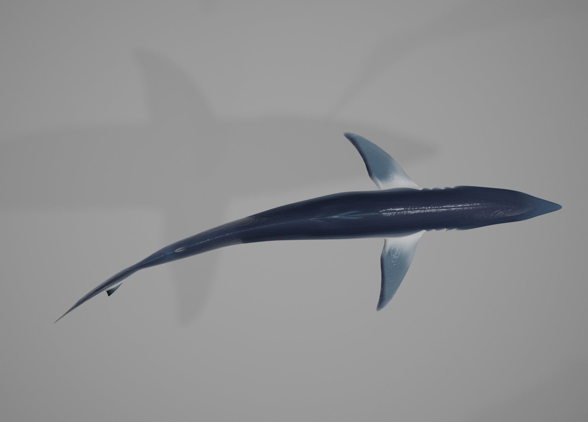 Mako Shark Low-poly 3D model_40