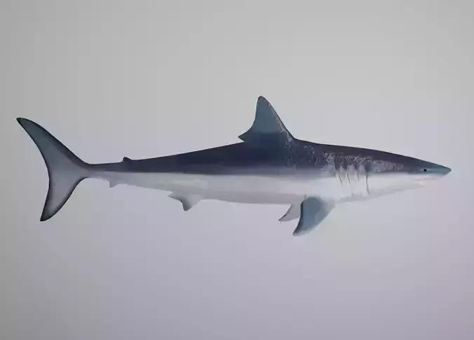 Mako Shark Low-poly 3D model