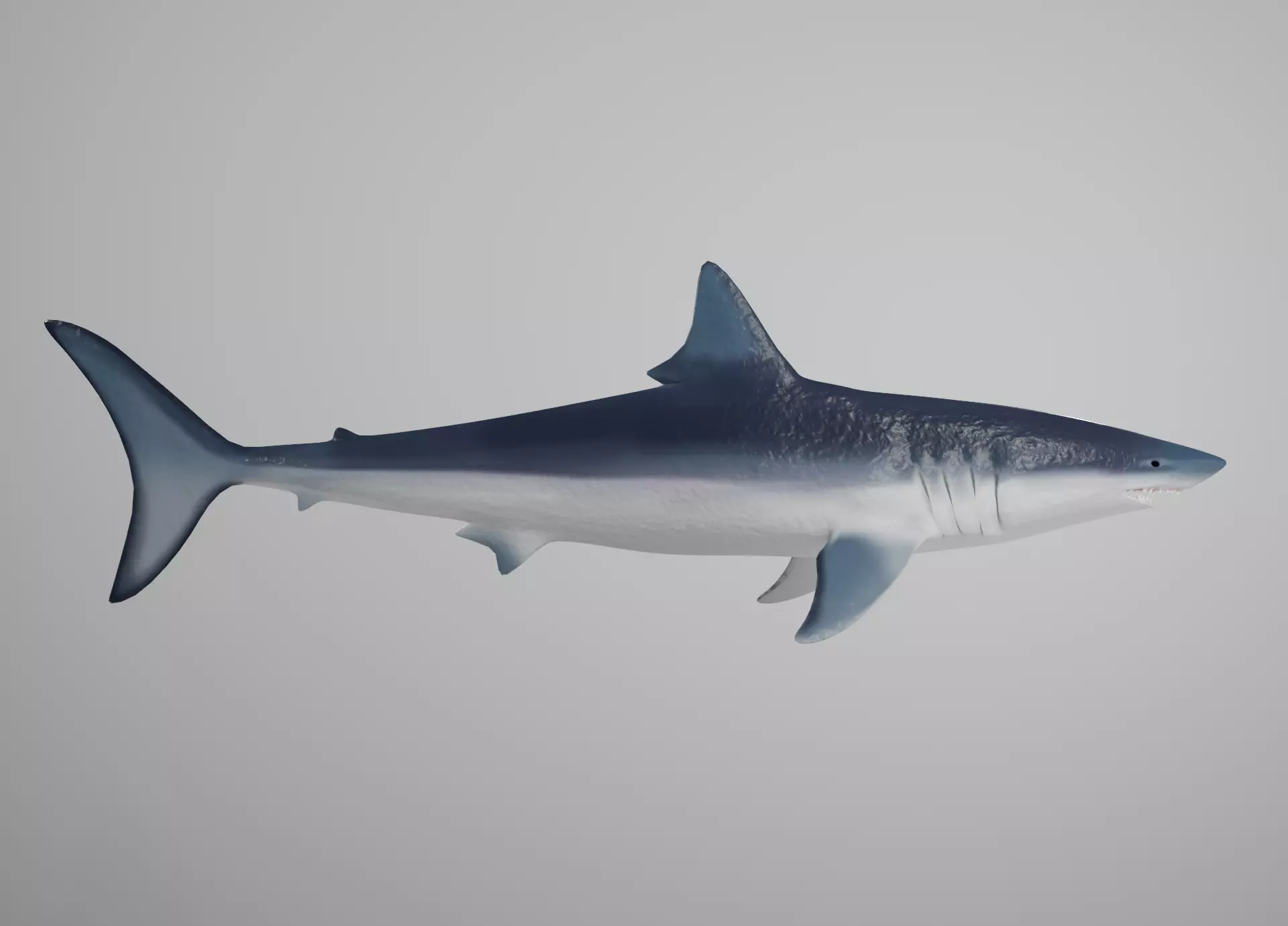 Mako Shark Low-poly 3D model_0