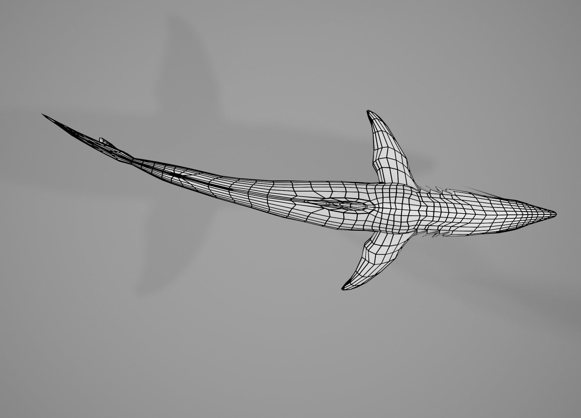 Mako Shark Low-poly 3D model_5