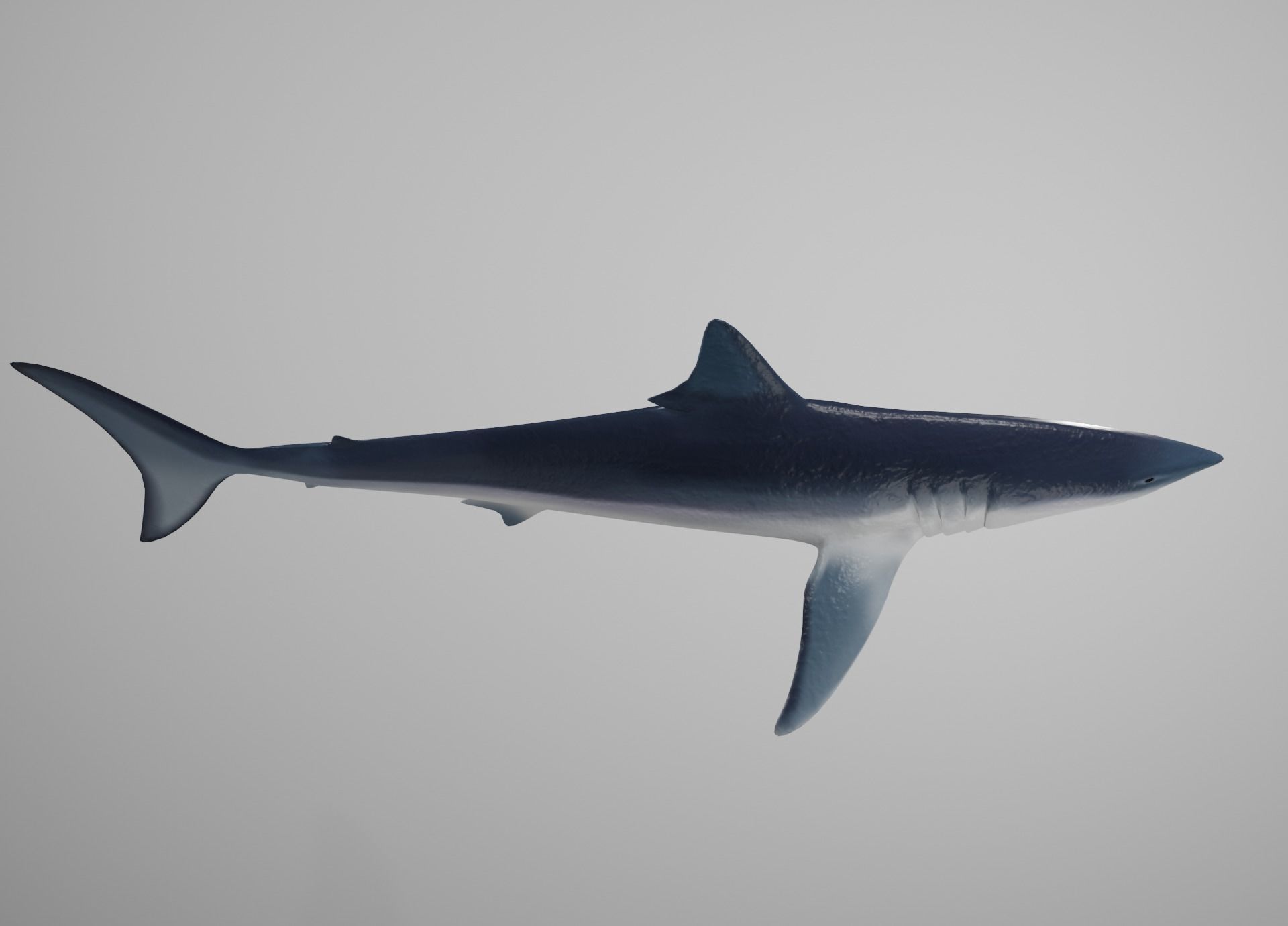 Mako Shark Low-poly 3D model_7