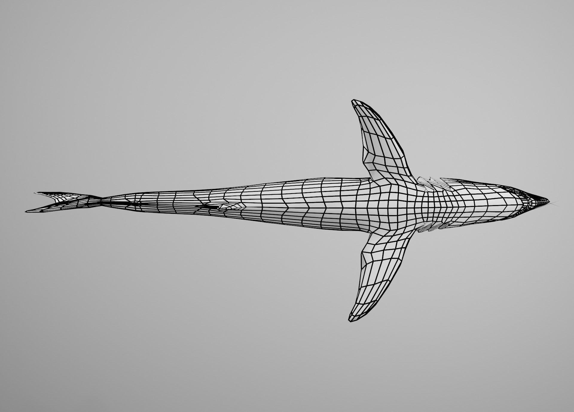 Mako Shark Low-poly 3D model_30