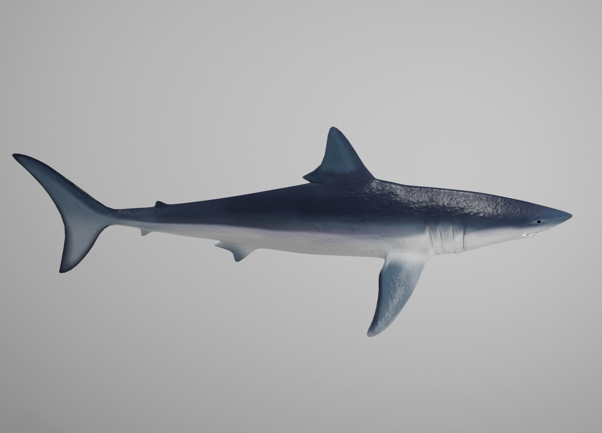 Mako Shark Low-poly 3D model_6