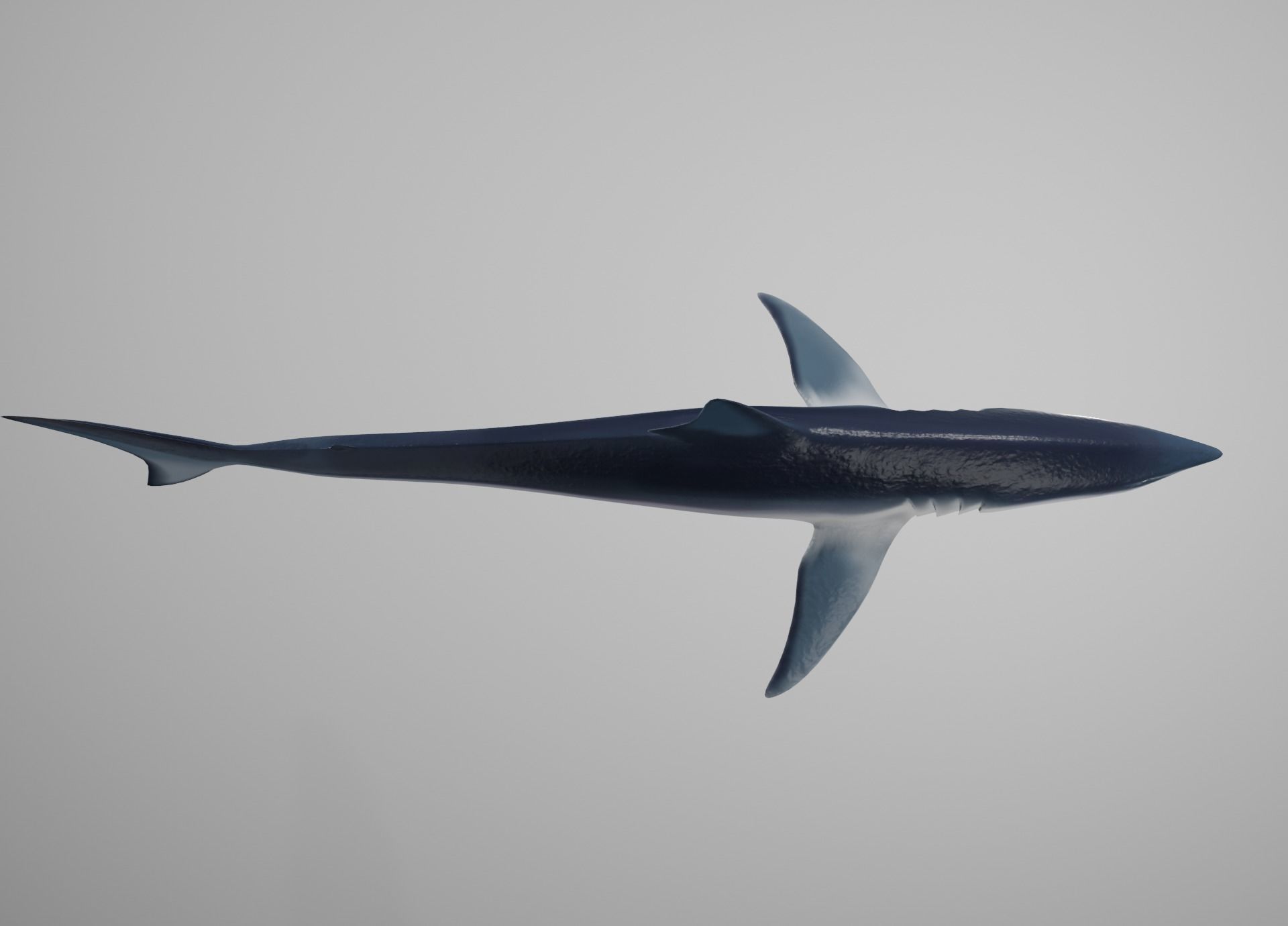 Mako Shark Low-poly 3D model_8