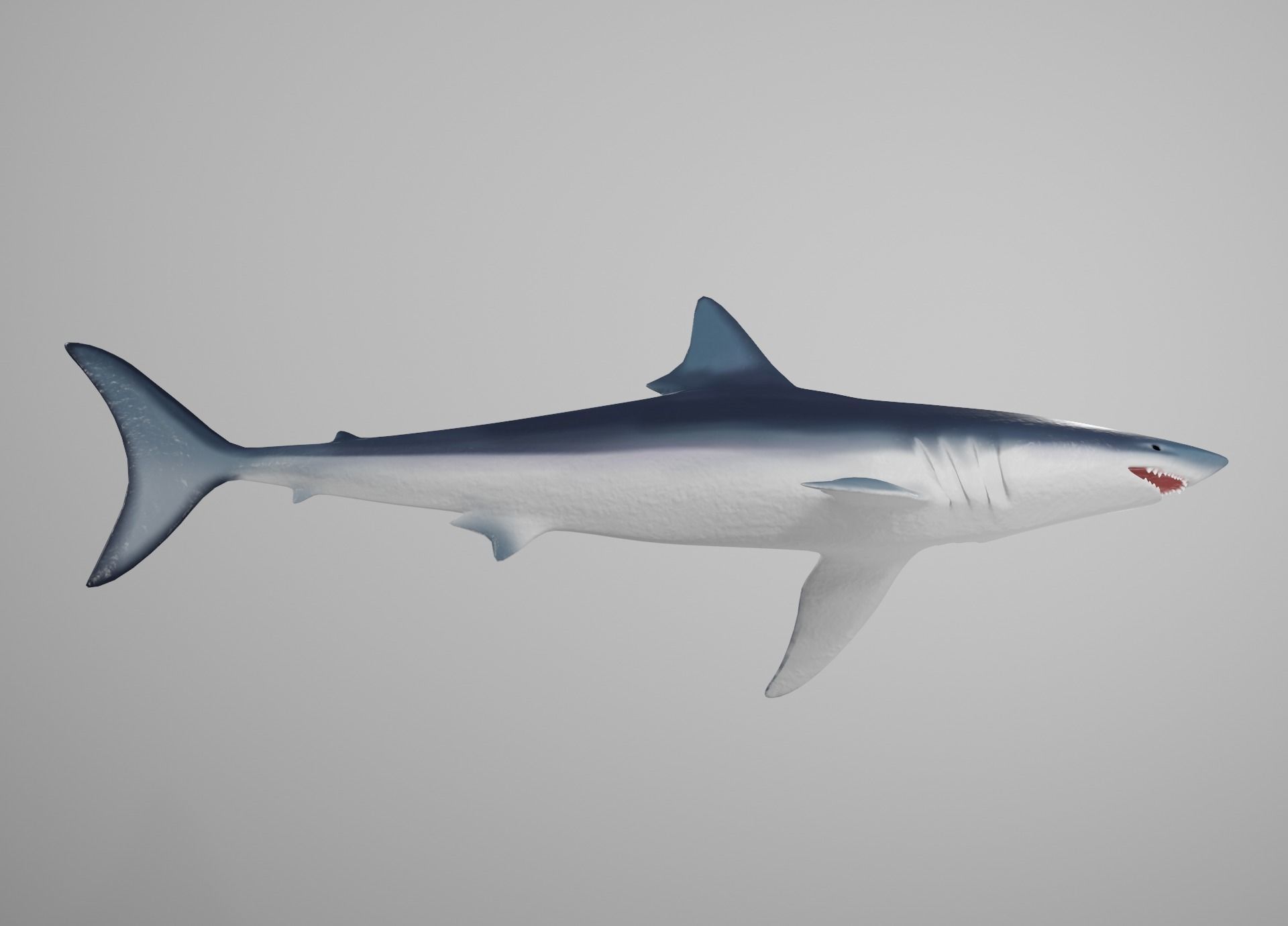 Mako Shark Low-poly 3D model_18