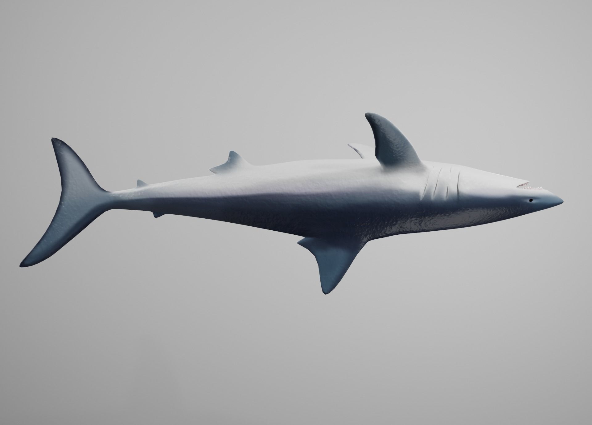Mako Shark Low-poly 3D model_12