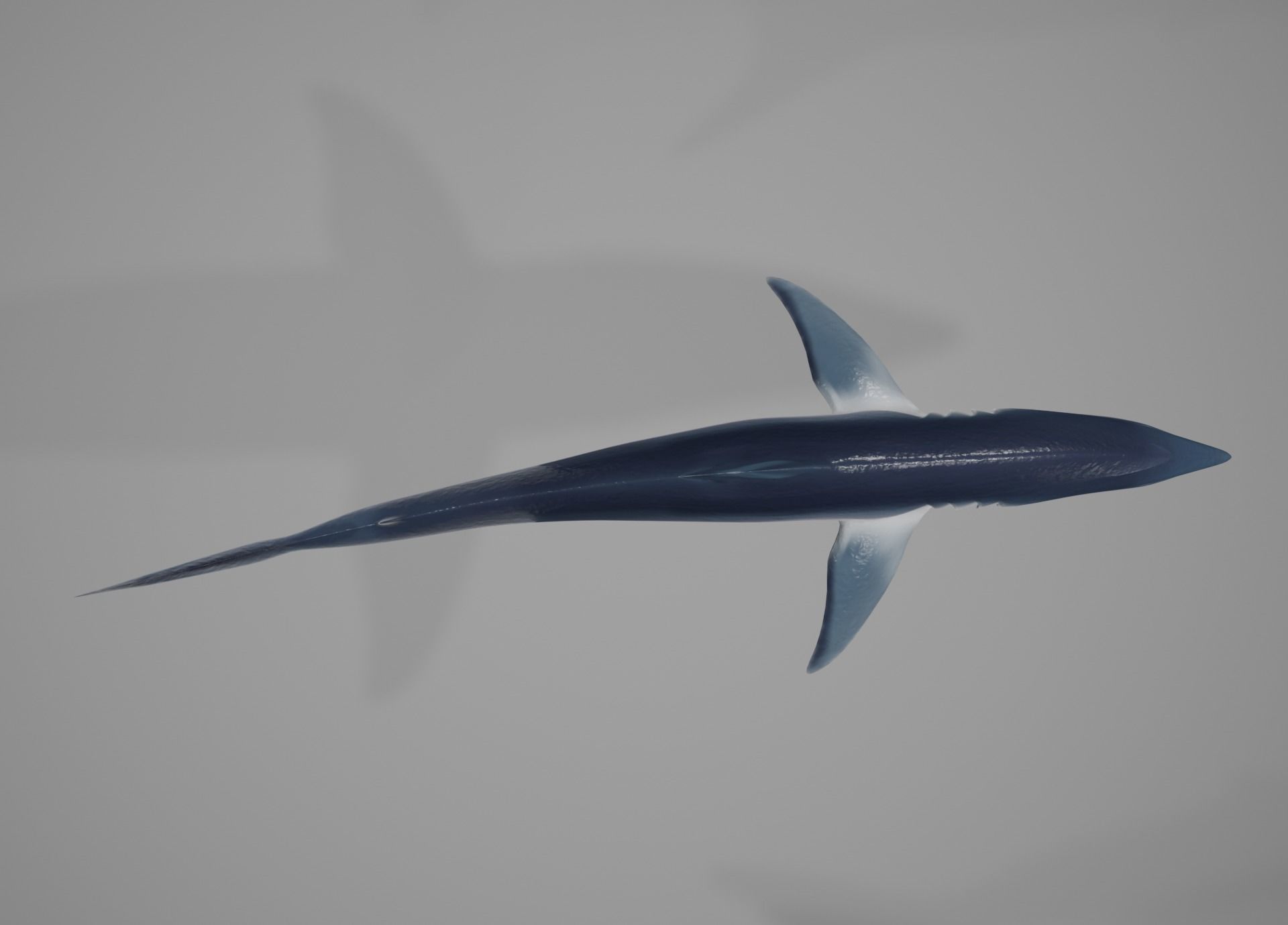 Mako Shark Low-poly 3D model_39