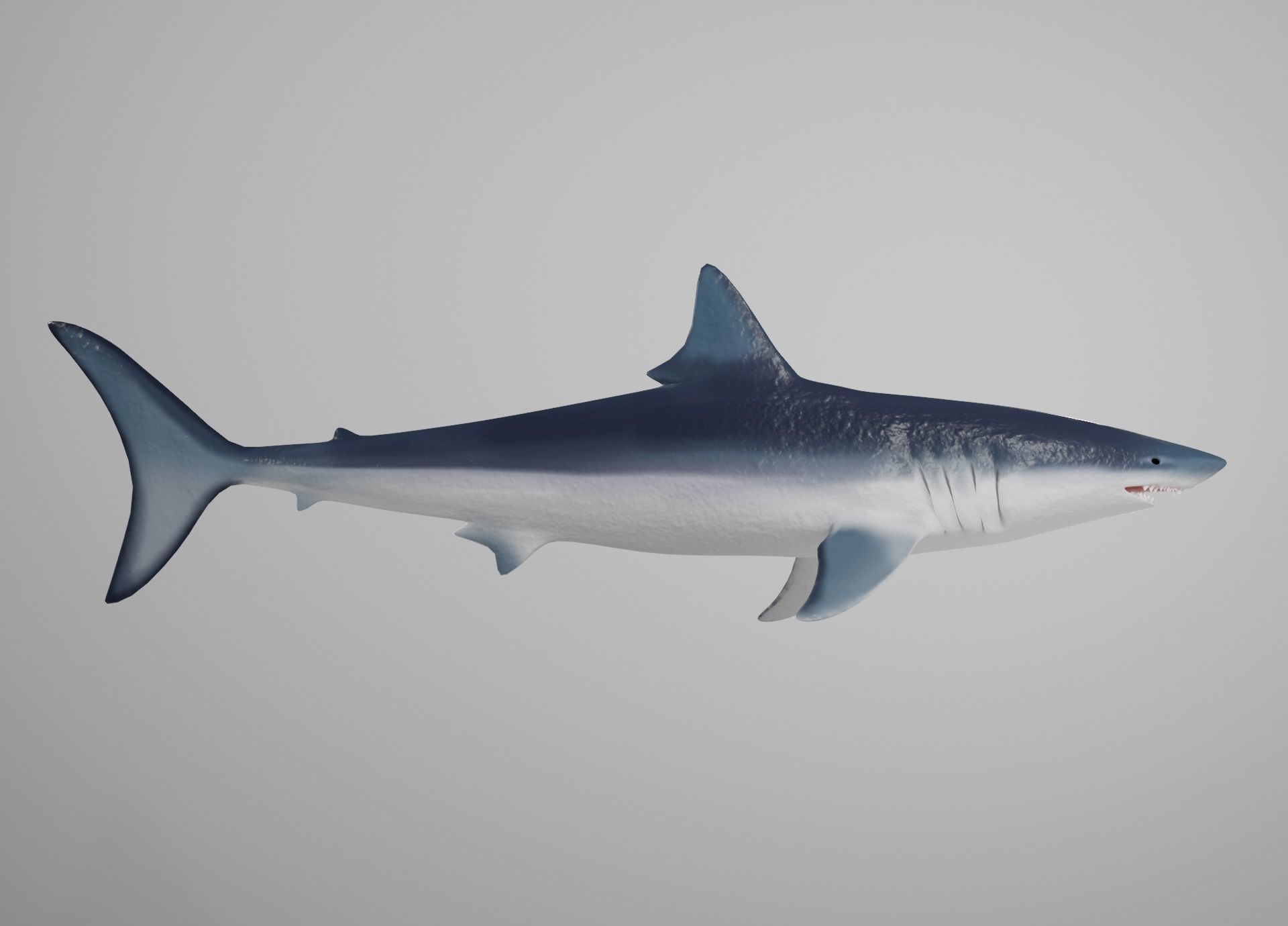 Mako Shark Low-poly 3D model_19