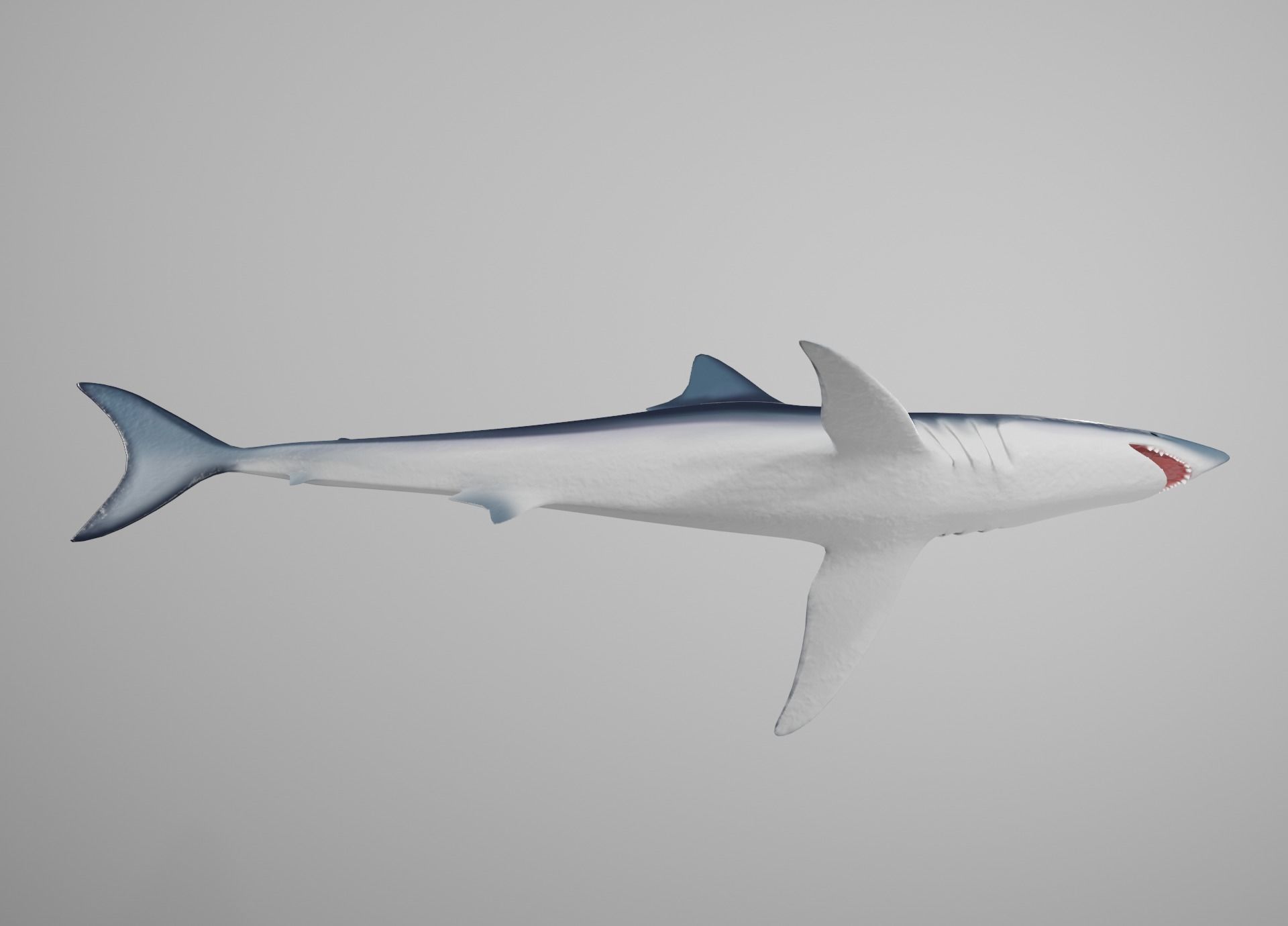 Mako Shark Low-poly 3D model_17