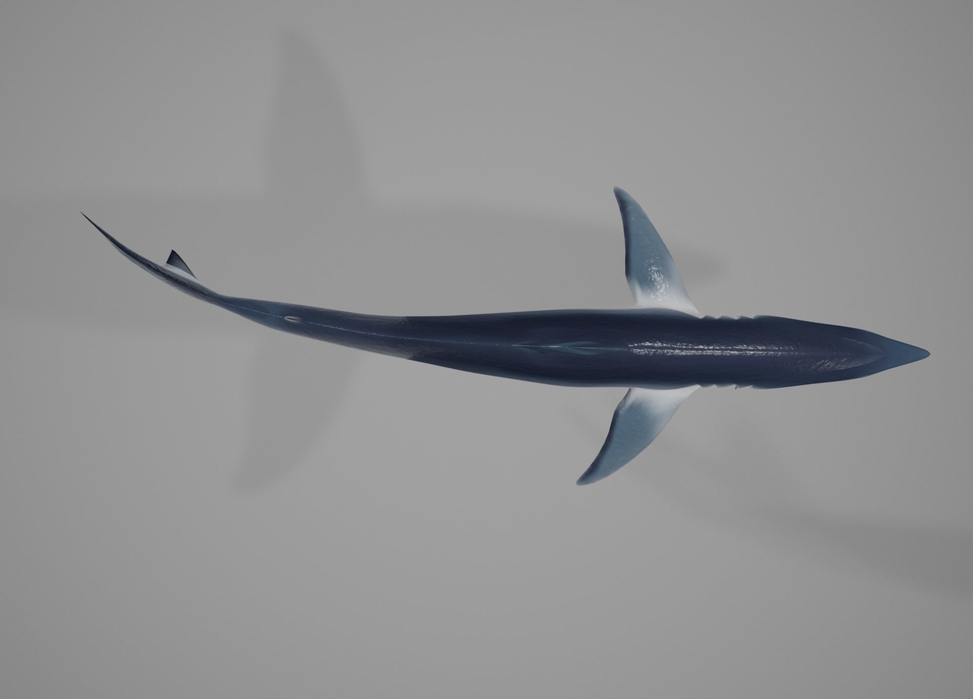 Mako Shark Low-poly 3D model_37