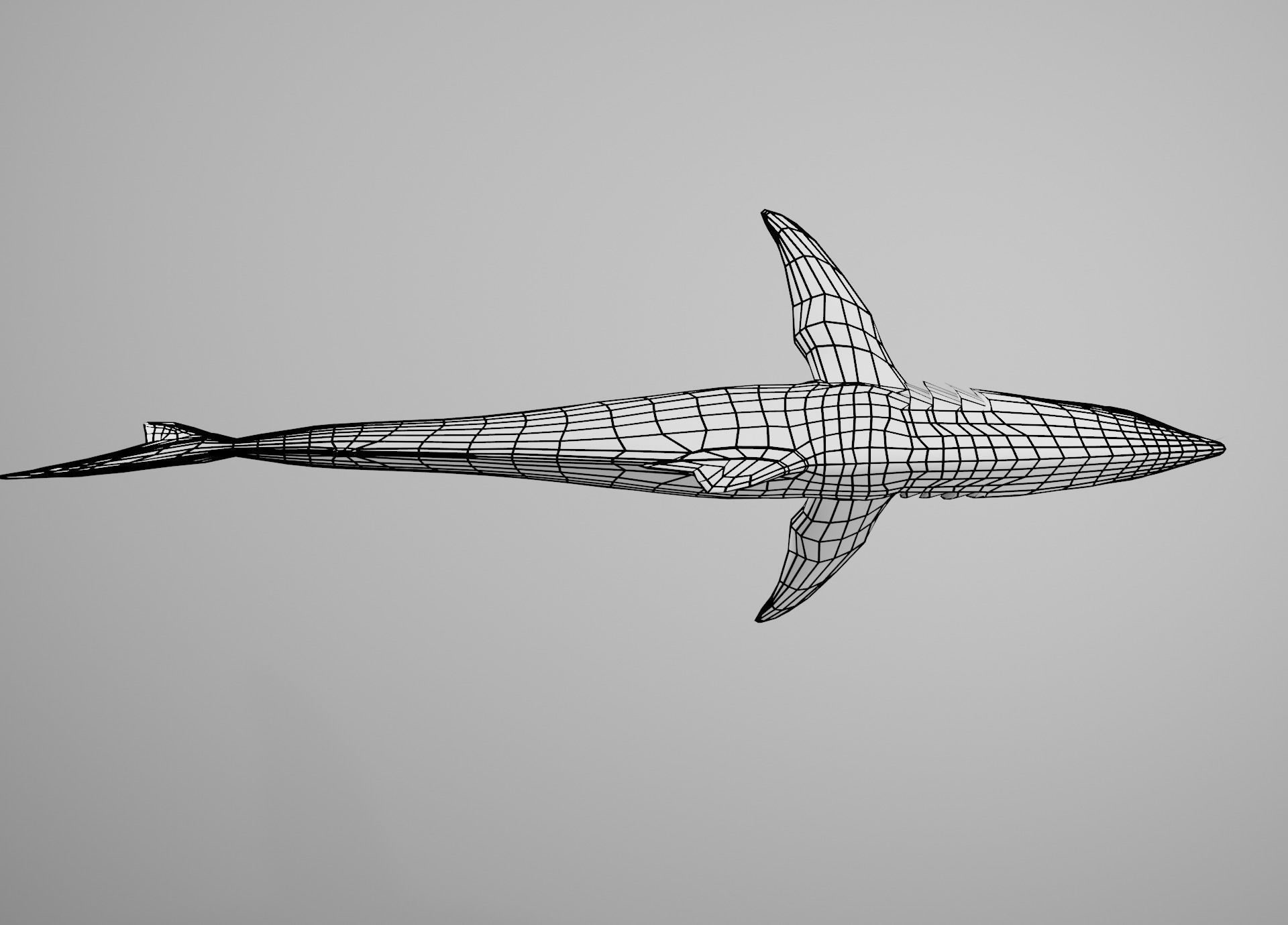 Mako Shark Low-poly 3D model_23