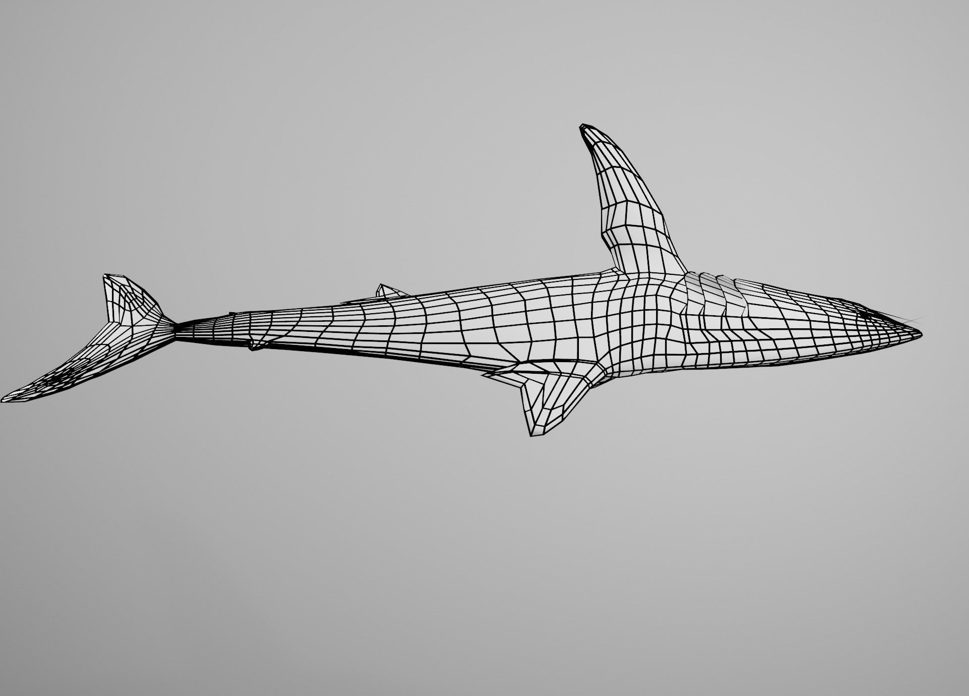 Mako Shark Low-poly 3D model_24
