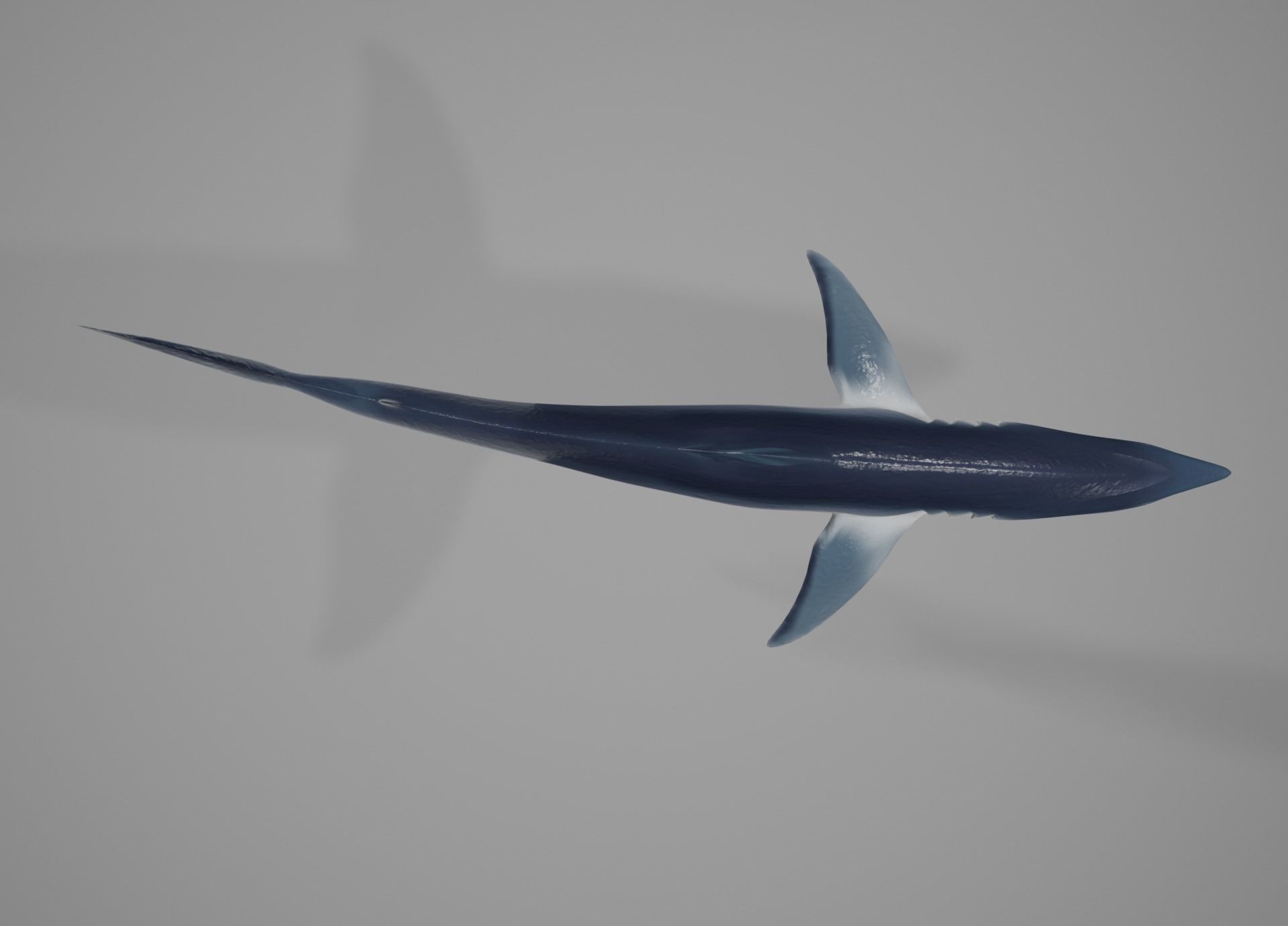 Mako Shark Low-poly 3D model_44