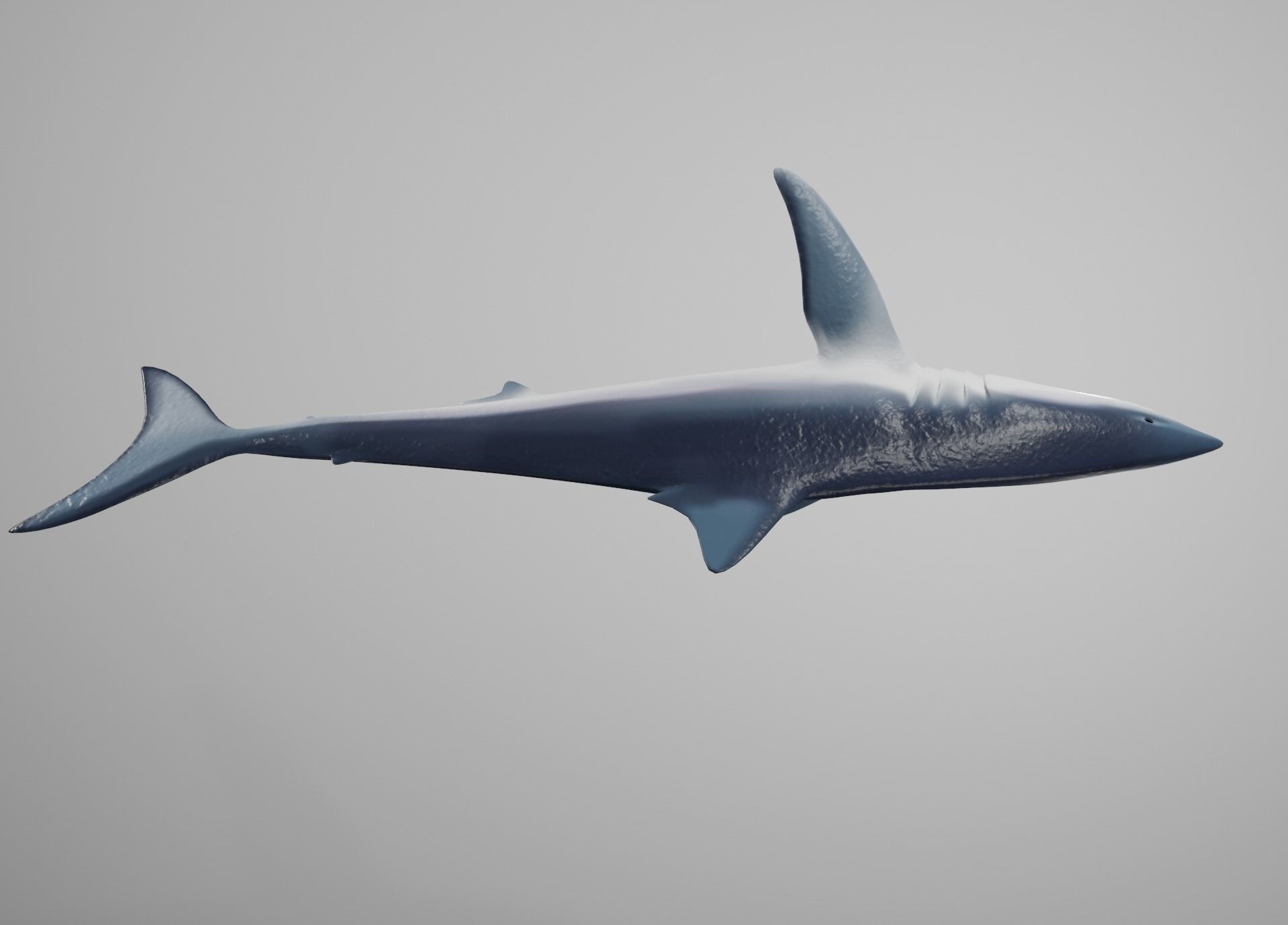 Mako Shark Low-poly 3D model_10