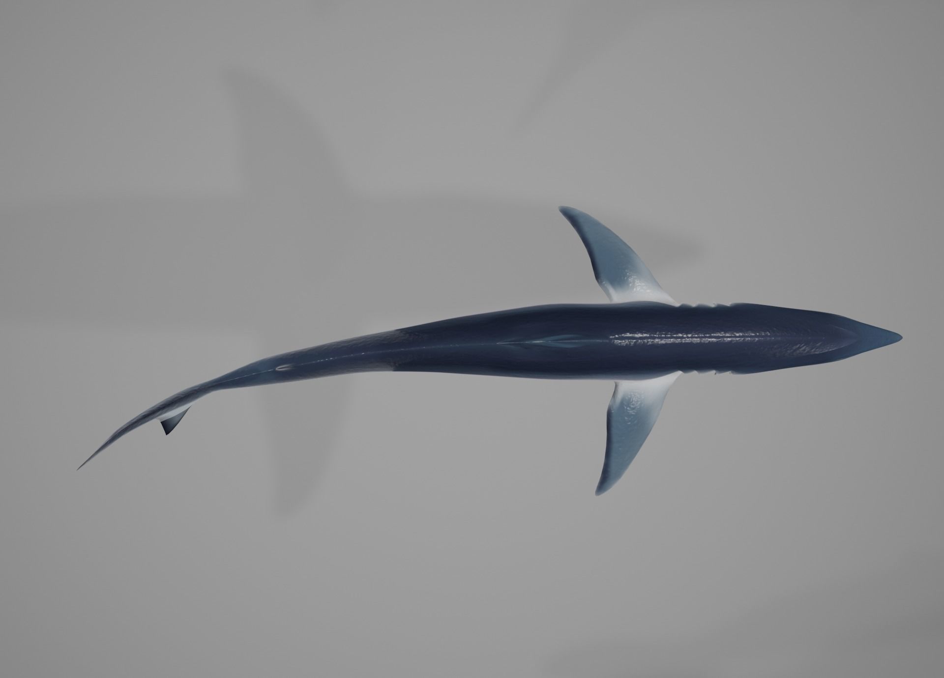 Mako Shark Low-poly 3D model_42
