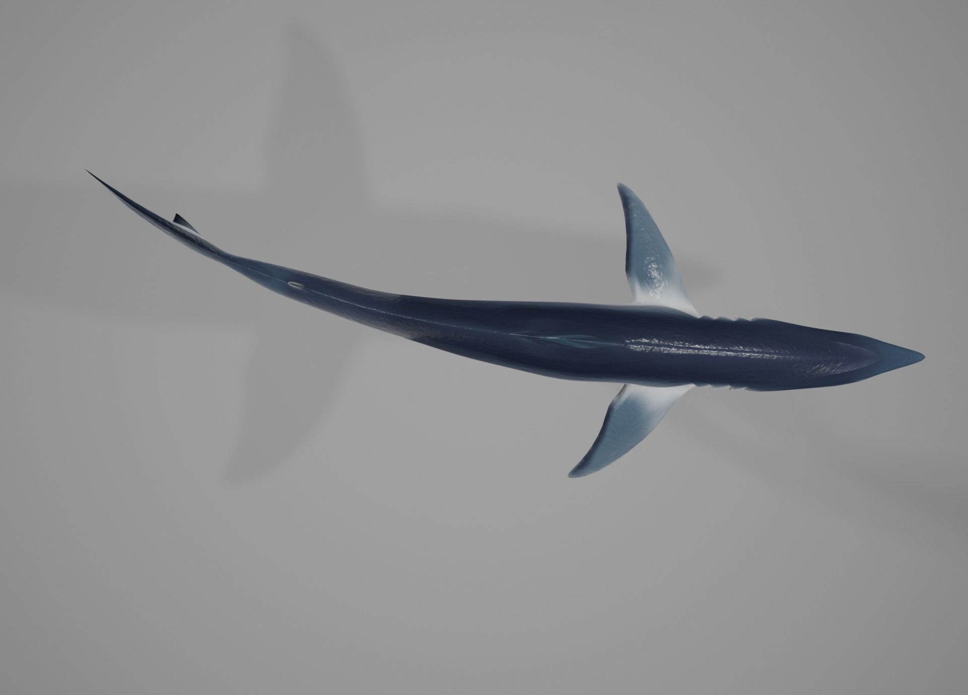 Mako Shark Low-poly 3D model_4