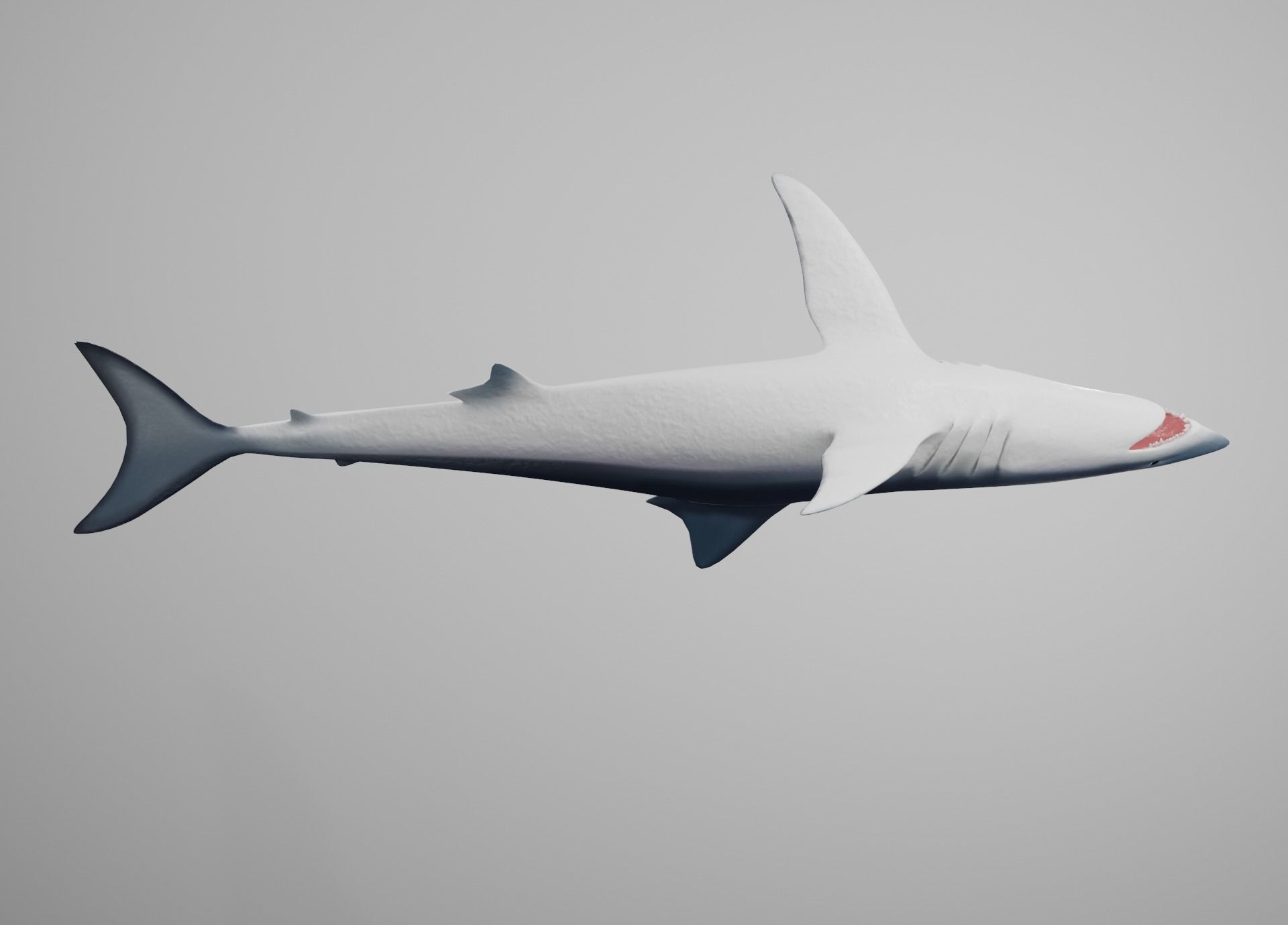Mako Shark Low-poly 3D model_14