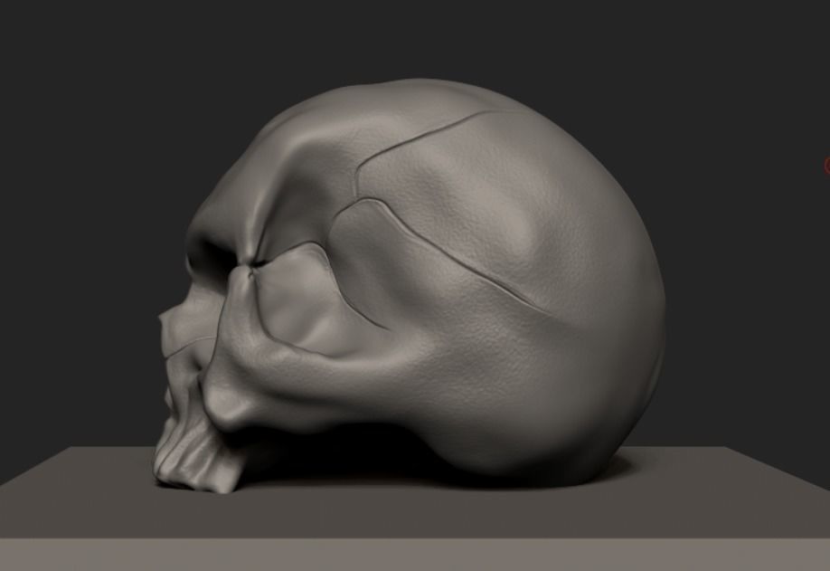 skull  FREE Free 3D model_1