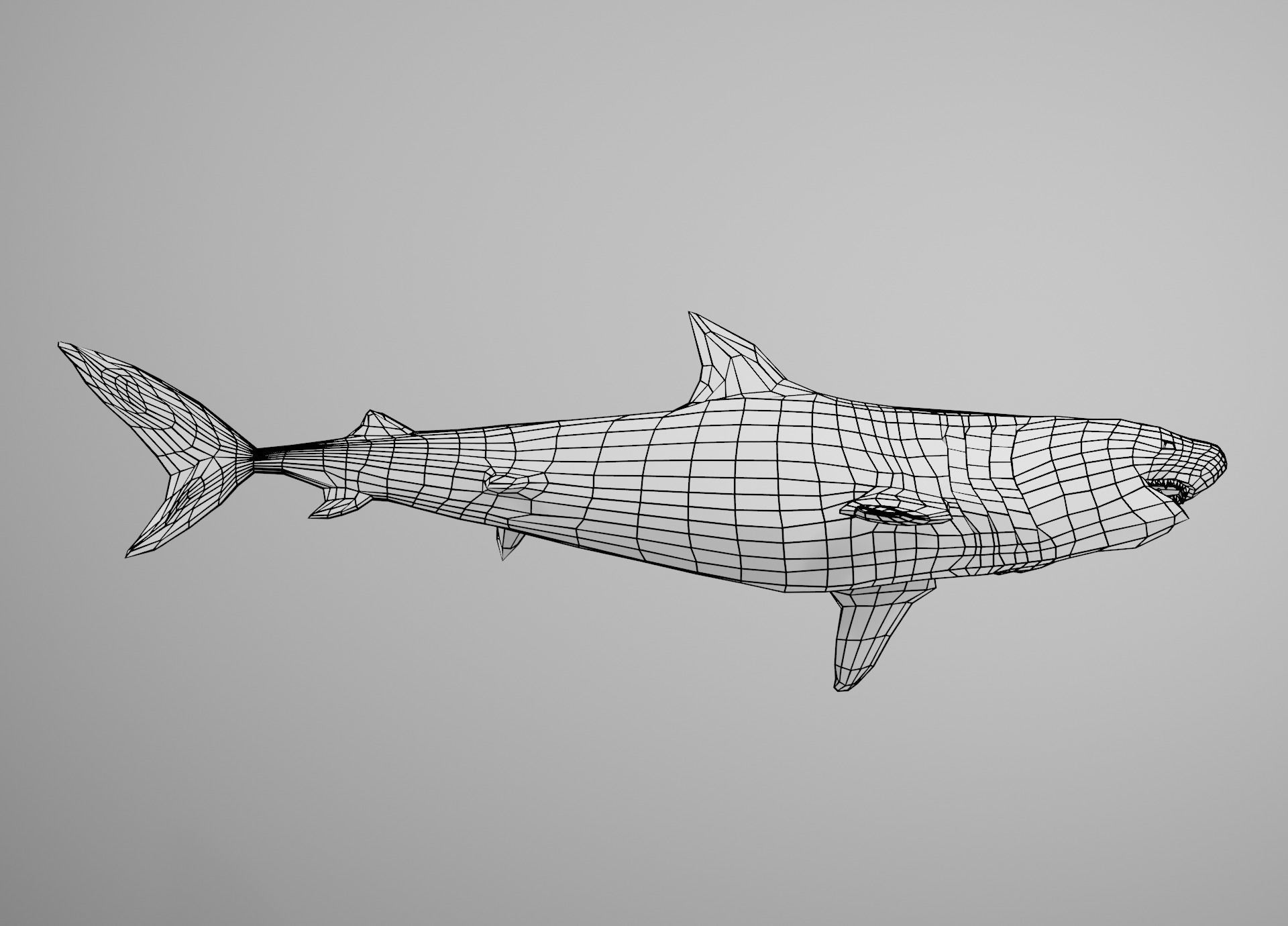 Tiger Shark Low-poly 3D model_32